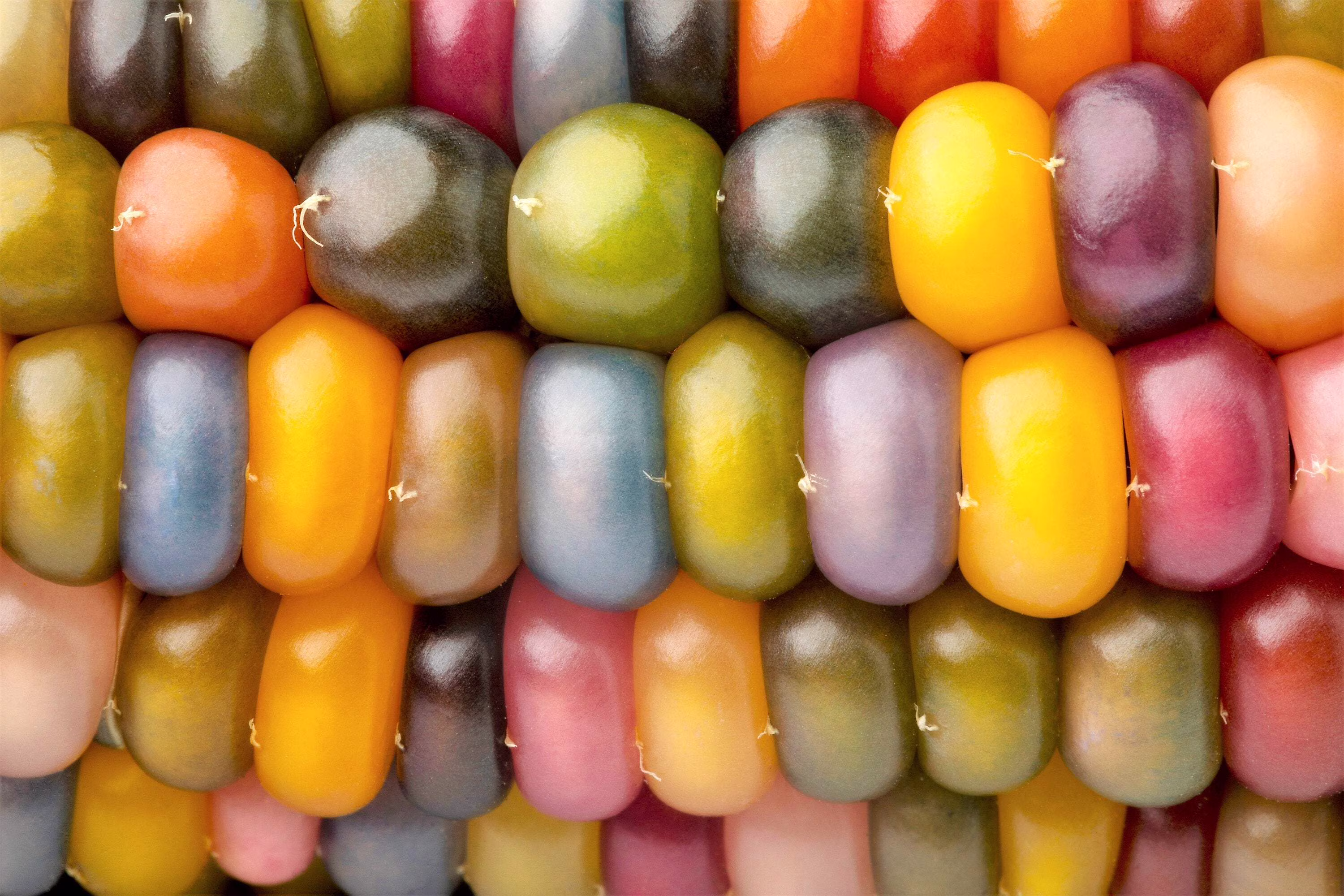 30 Seeds GLASS GEM CORN Mixed Colors Ornamental Edible Zea Mays Heirloom Vegetable Seeds