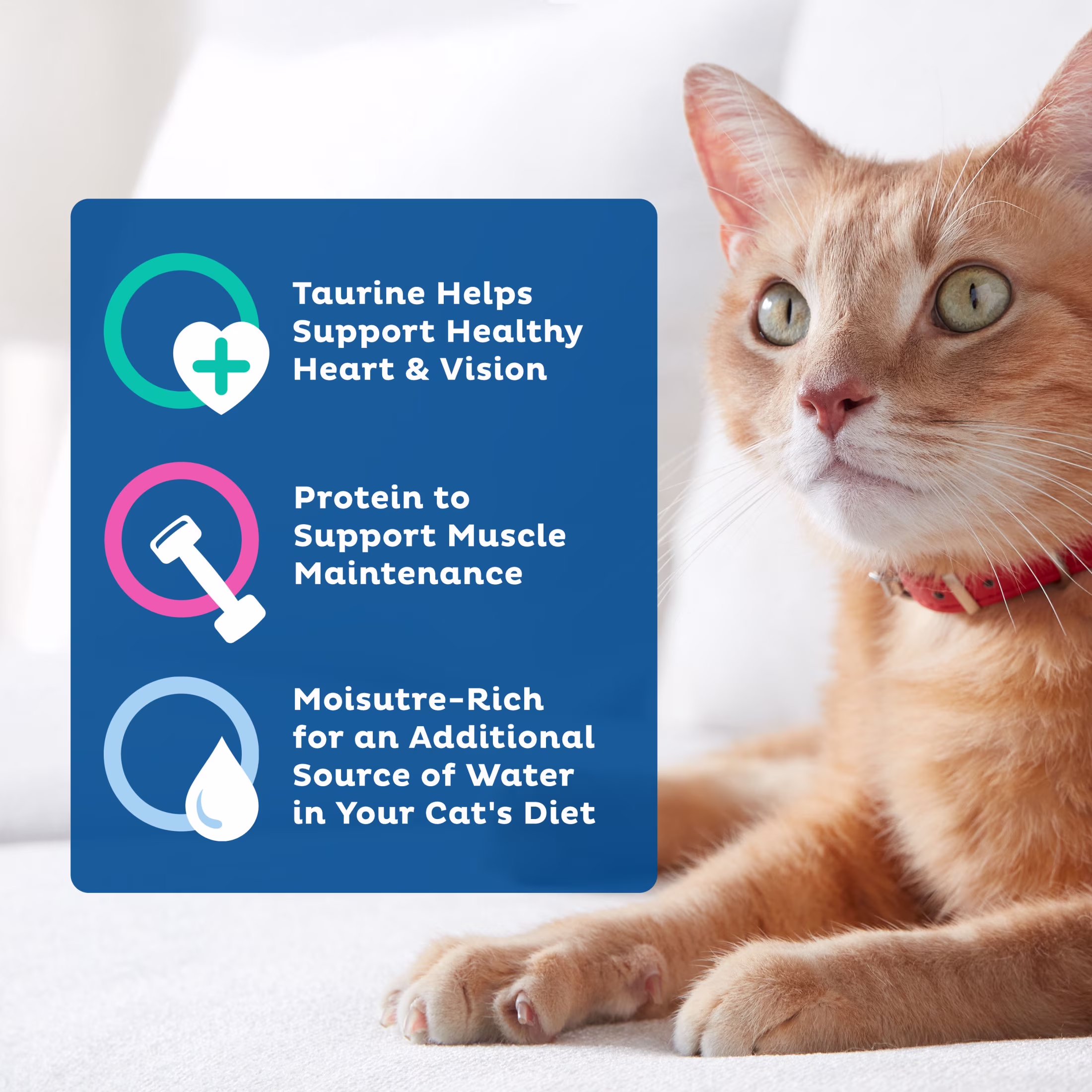 9Lives Seafood Platter Paté Wet Cat Food, 5.5 oz. Can