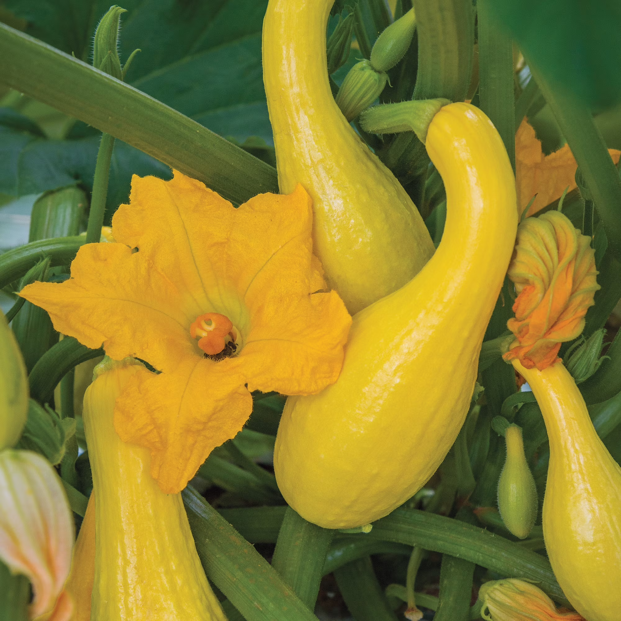 Burpee Early Summer Crookneck Summer Squash Vegetable Seed, 1-Pack