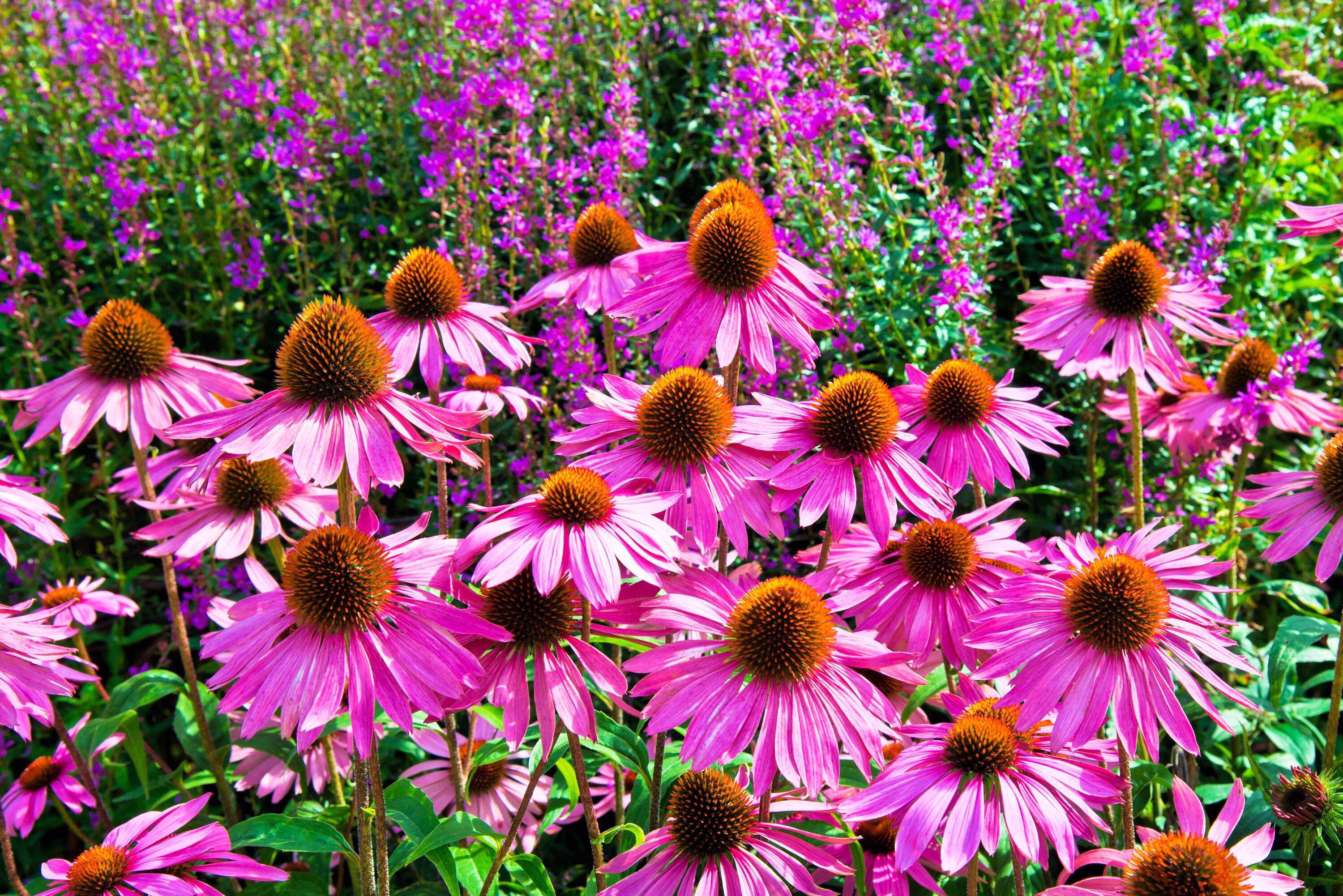 Seedville 25 Bright Star Coneflower Plant Seeds, Bright Rose Pink