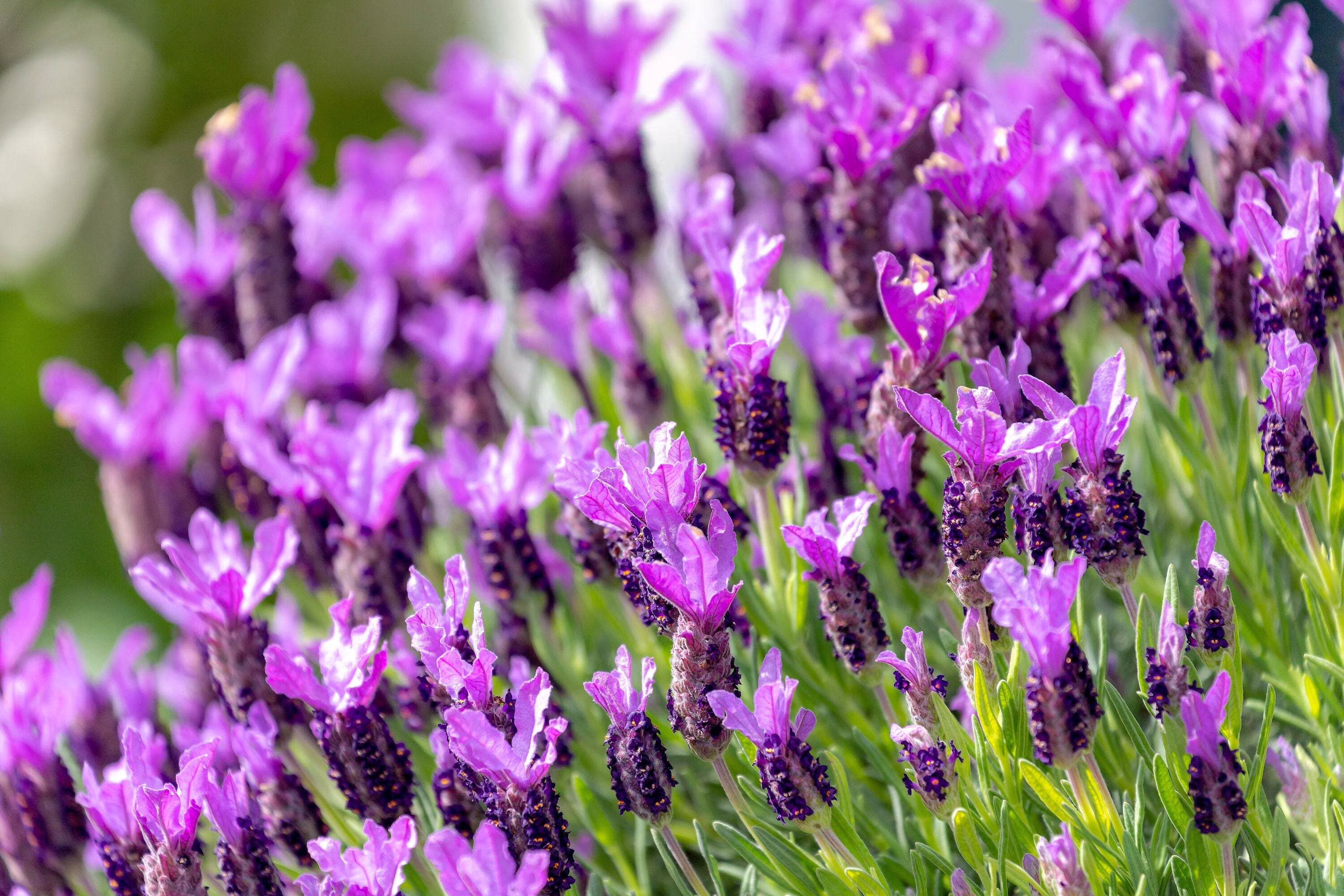 100 FRENCH LAVENDER aka Butterfly Lavender, Spanish, Topped Lavandula Stoechas Fragrant Blue Purple Flower Herb Seeds