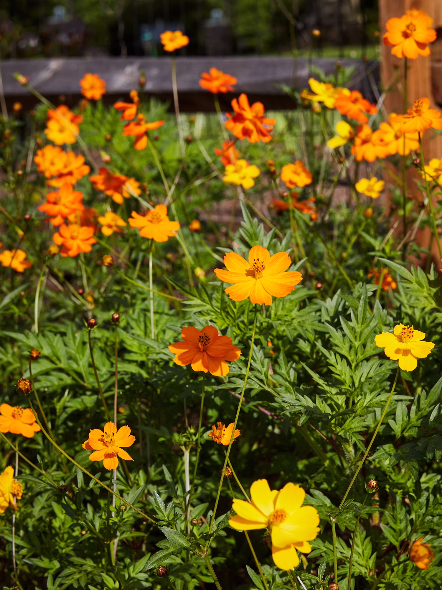 Burpee Bright Lights Mix Cosmos, Annual Flower Seed, Full Sun
