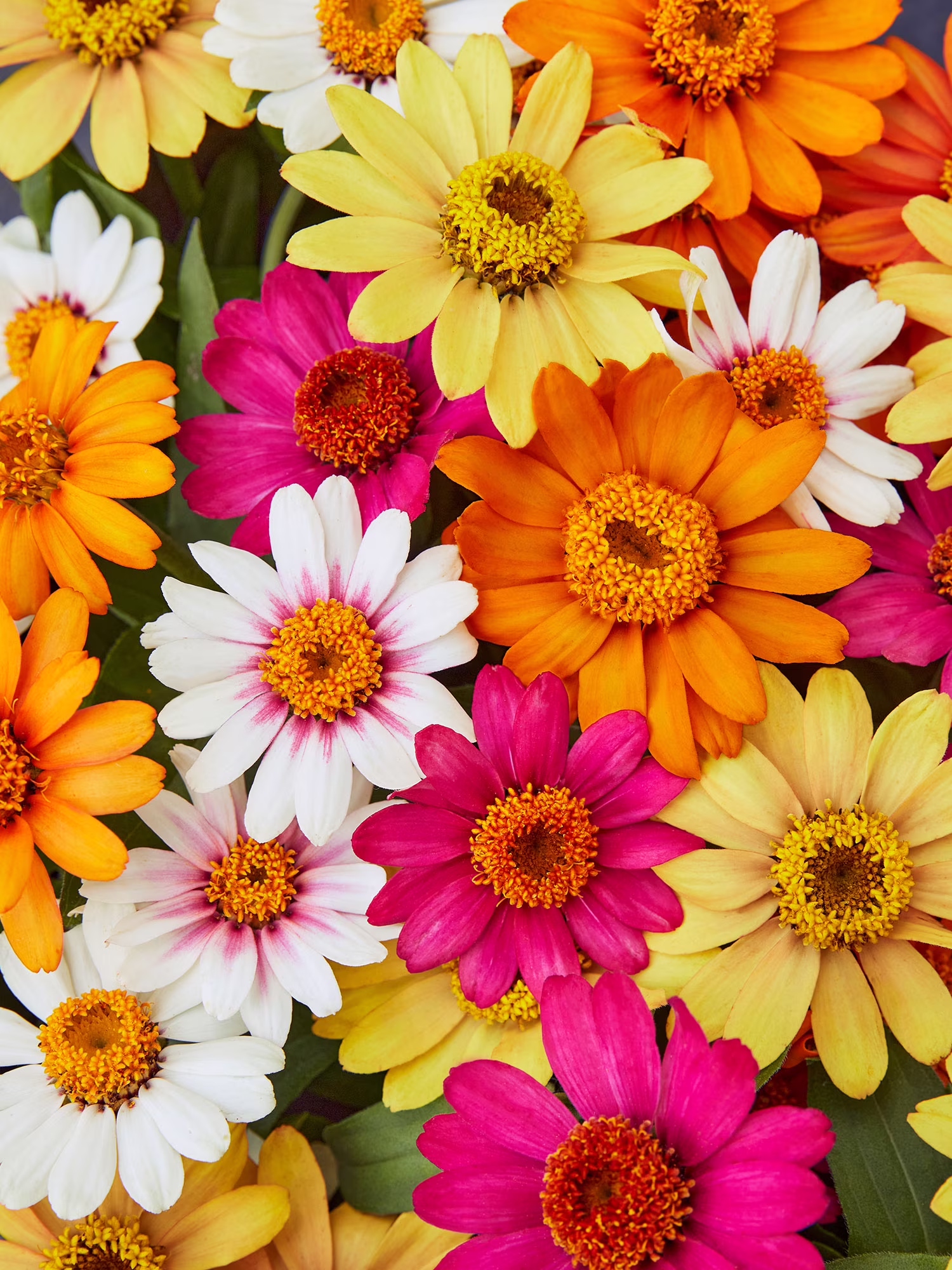 Burpee Pinwheel Mix Zinnia Seed Packet, Annual Flower, Full Sun