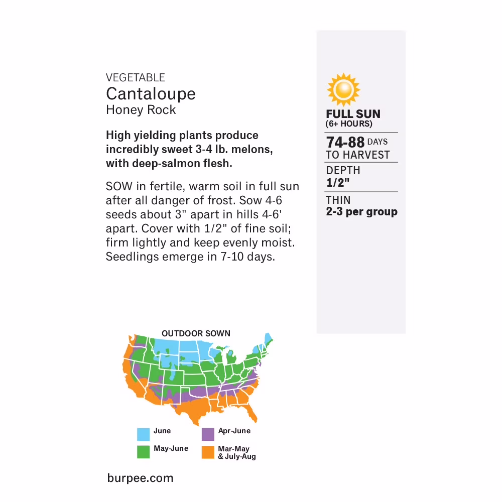 Burpee Honey Rock Cantaloupe Seed, Annual Fruit Seed, Full Sun