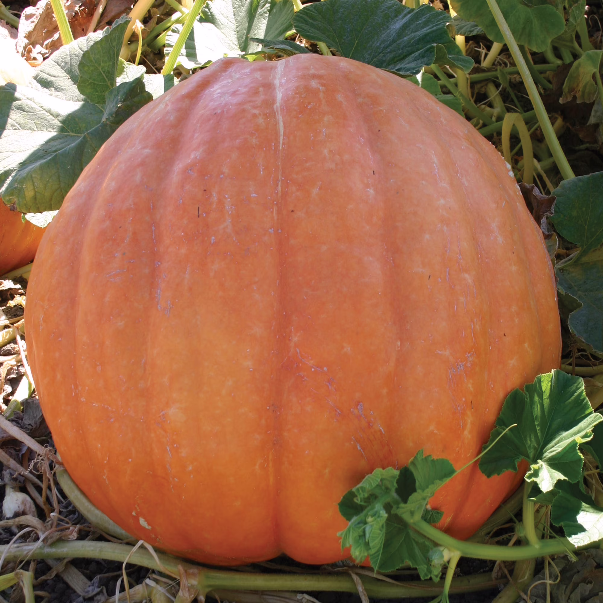 Burpee Big Moon Pumpkin Vegetable Seed, 1-Pack