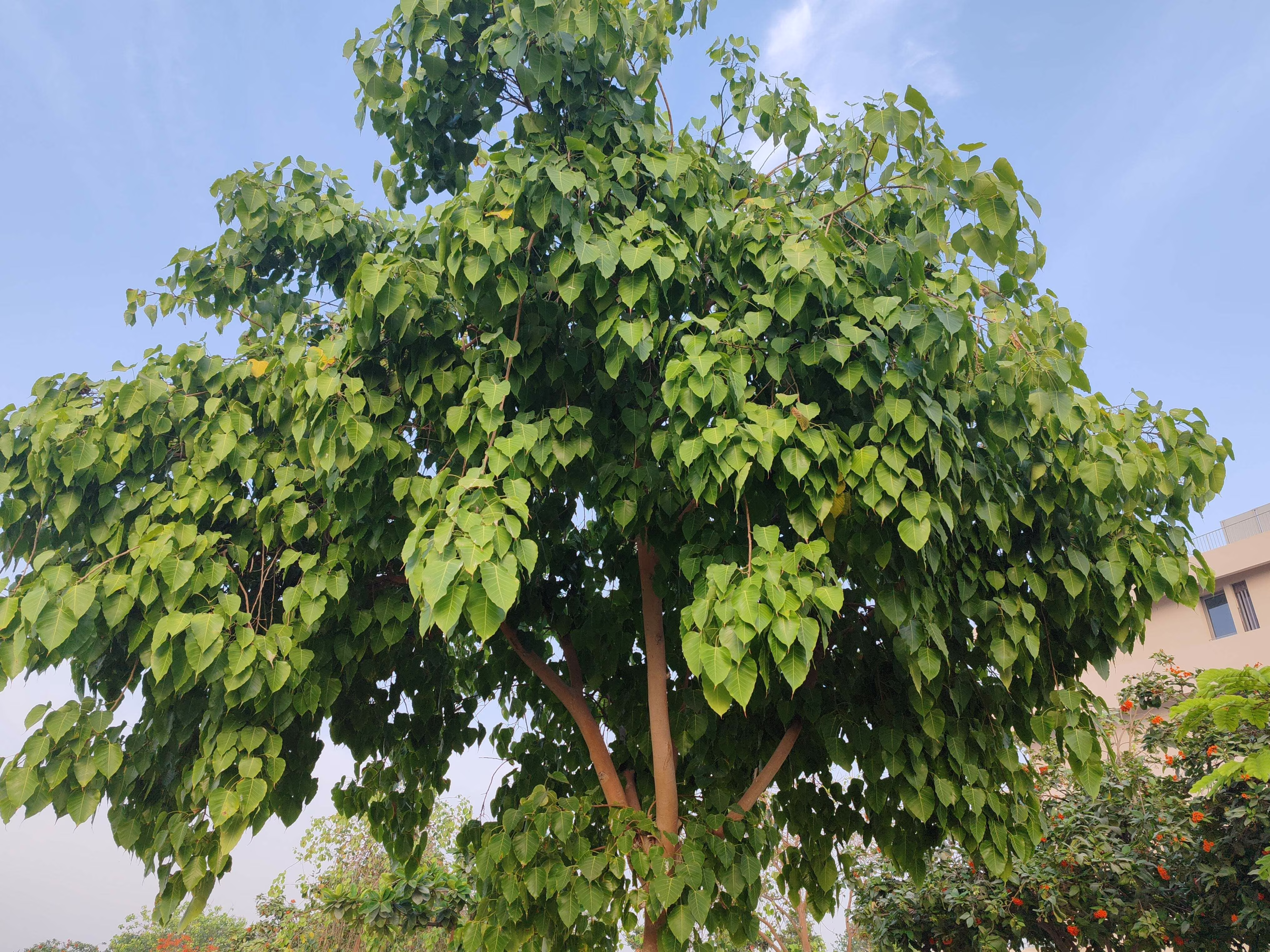 30 Seeds FICUS TREE (Bodhi / Sacred Fig / Bo Tree / Pipal) Ficus Religiosa