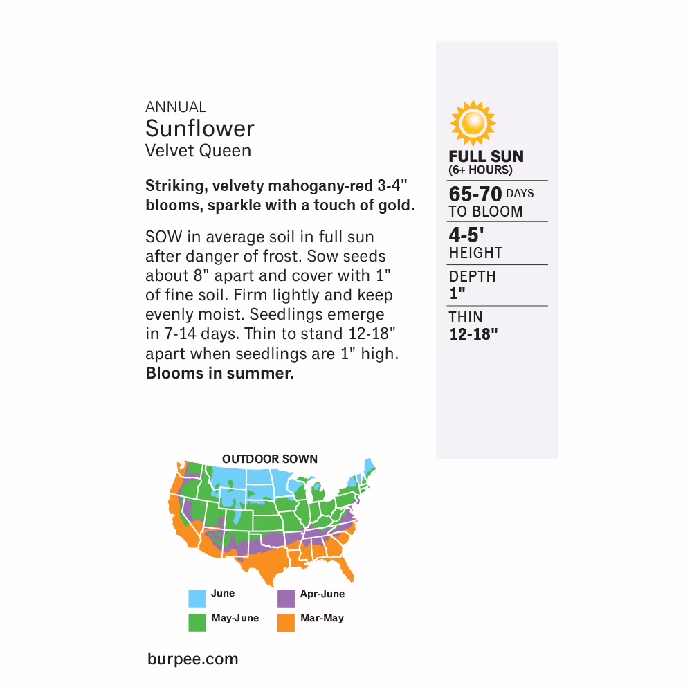 Burpee Sunflower, Velvet Queen Annual Sunflower