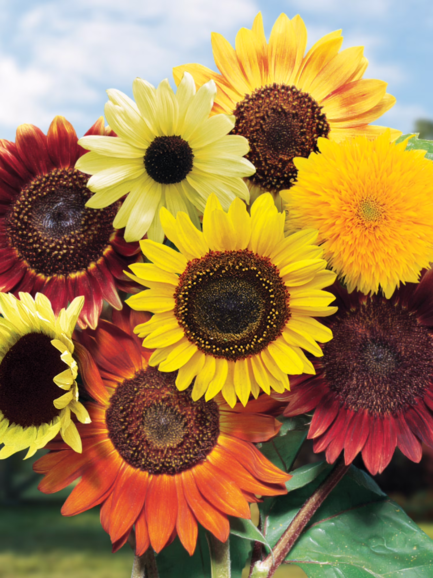Burpee Fun 'N Sun Blend Annual Sunflower, 1-Pack, Full Sun