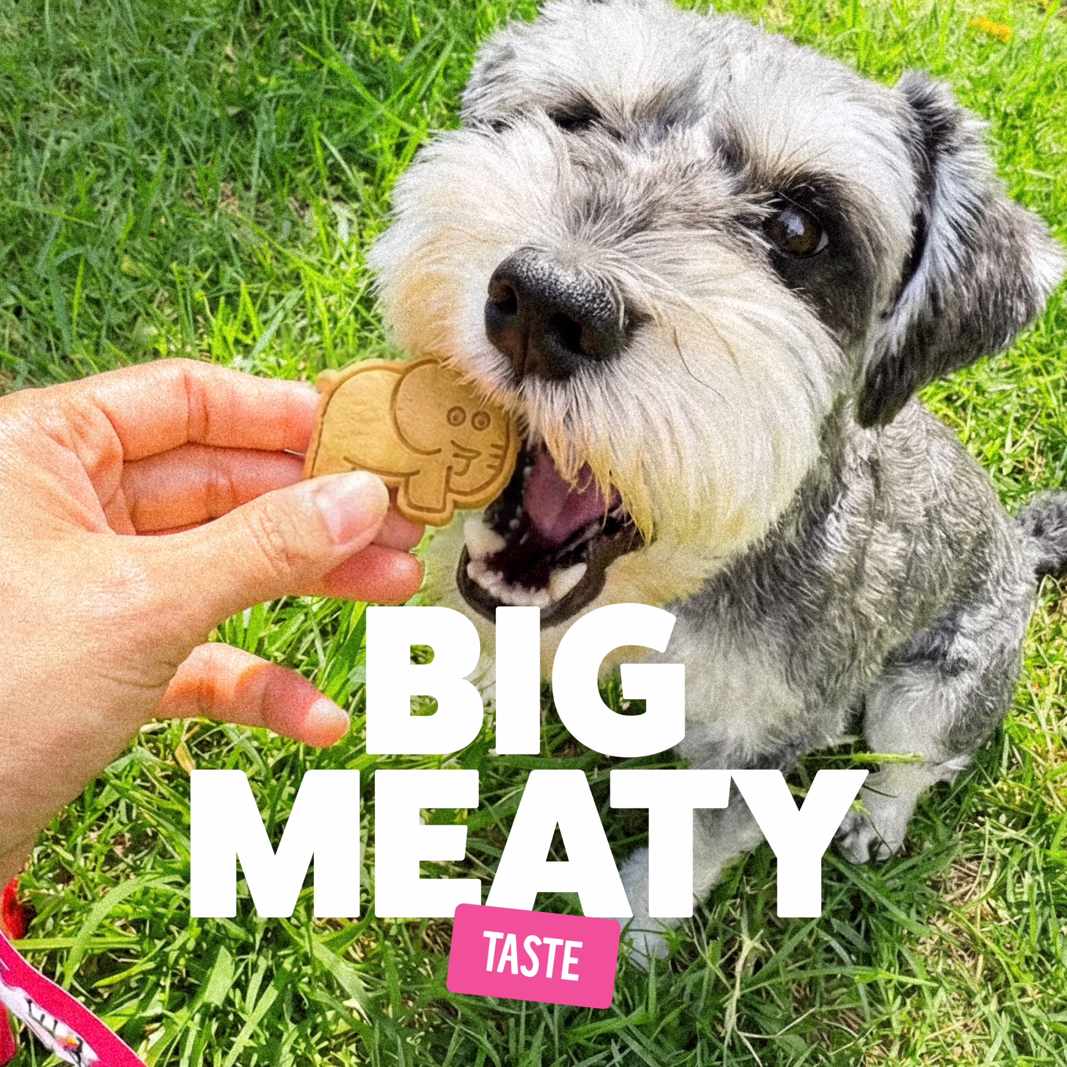 BONKERS Soft & Meaty Dog Treats Made with Real Chicken, Zoo Animal Shapes, 5.6 oz Bag
