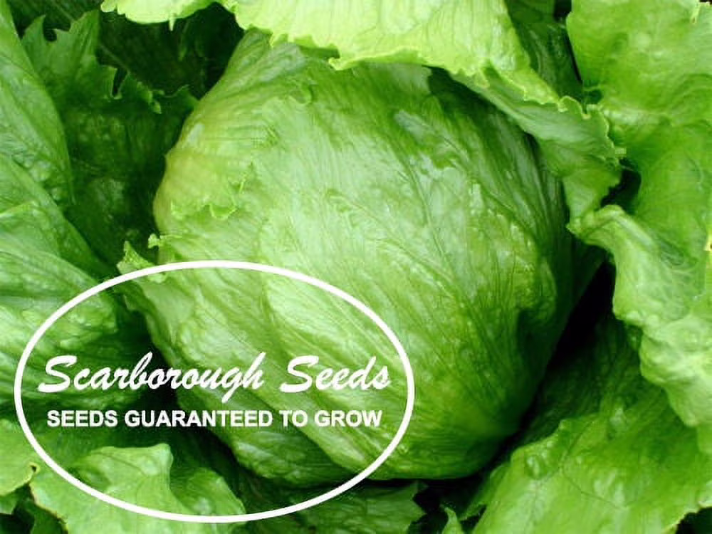 SCARBOROUGH SEEDS Iceberg Lettuce 1000 Seeds NON-GMO