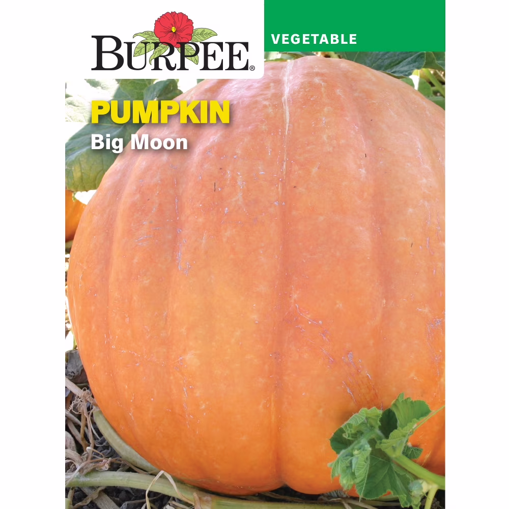 Burpee Big Moon Pumpkin Vegetable Seed, 1-Pack
