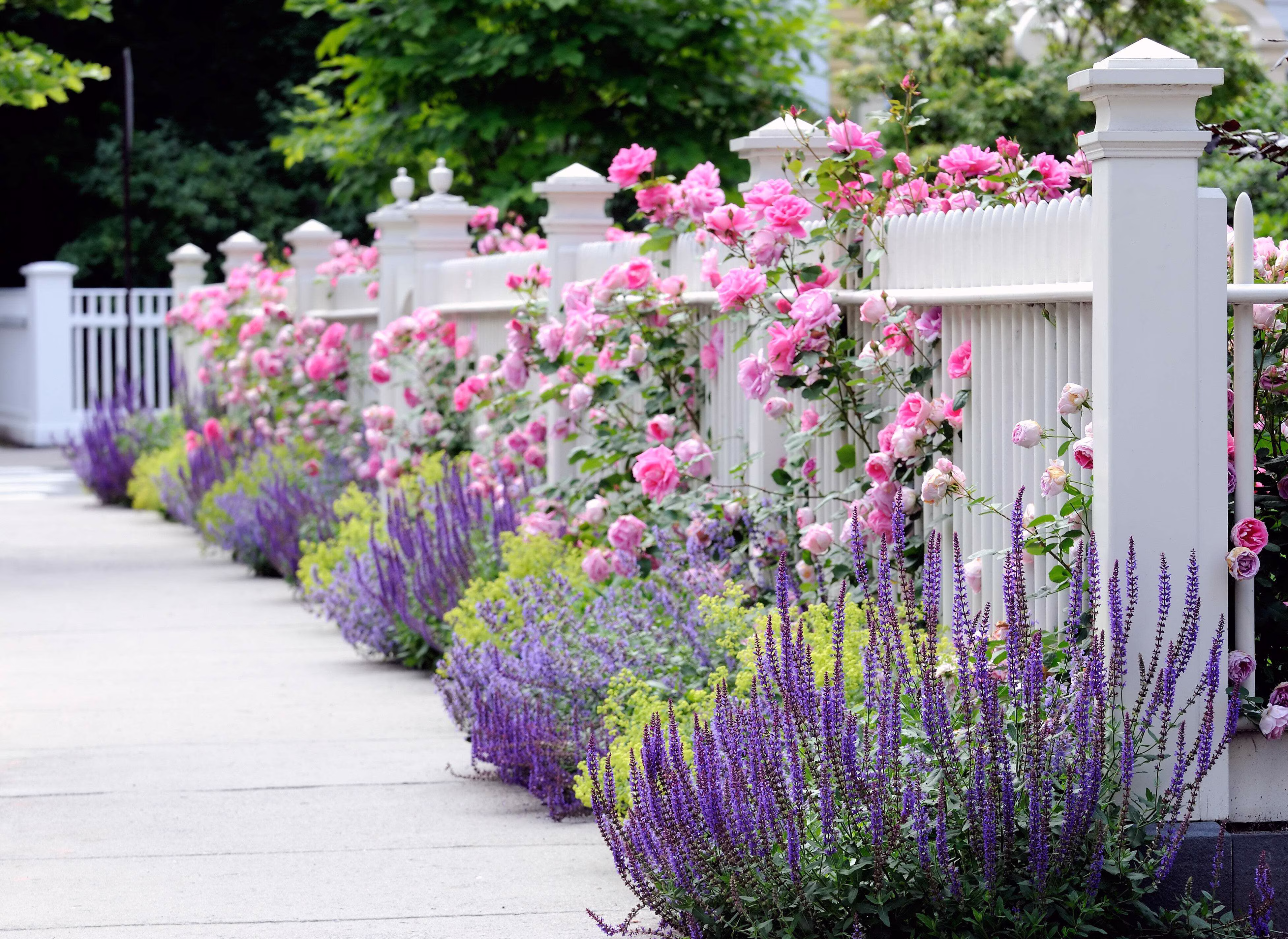 Seedville 5 Pink Climbing Rose Flower Seeds, Fragrant Butterfly Attracting Blooms