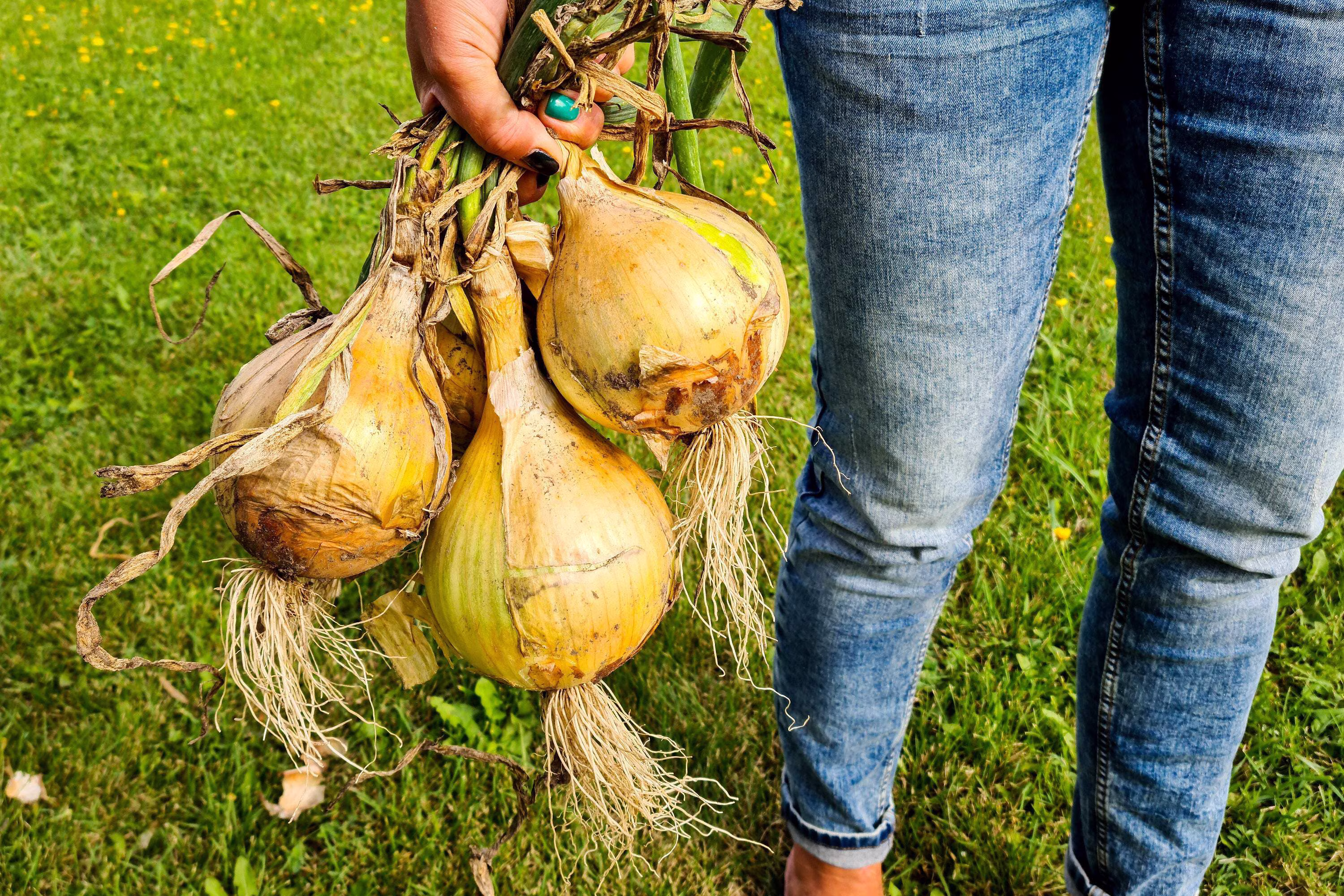 250 *Seeds SWEET WALLA WALLA ONION Allium Cepa Vegetable Seeds