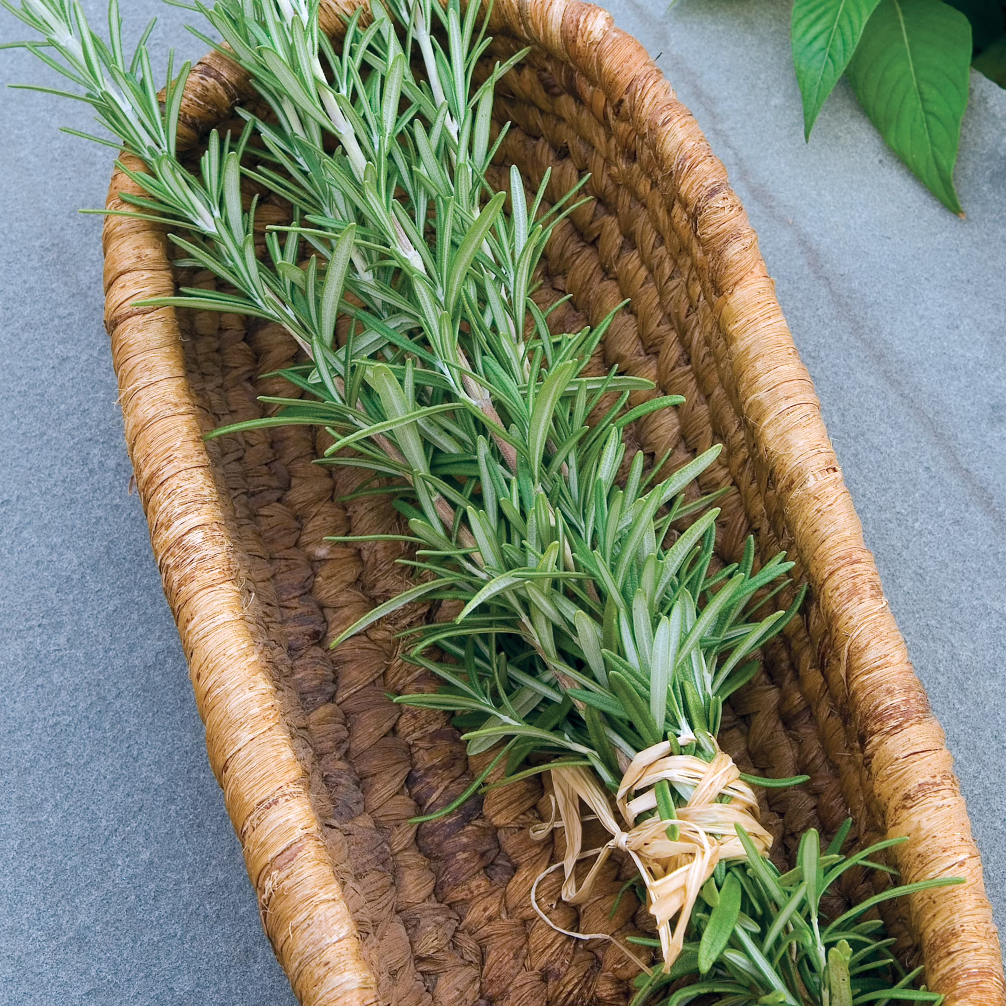 Burpee-Rosemary Seed Packet