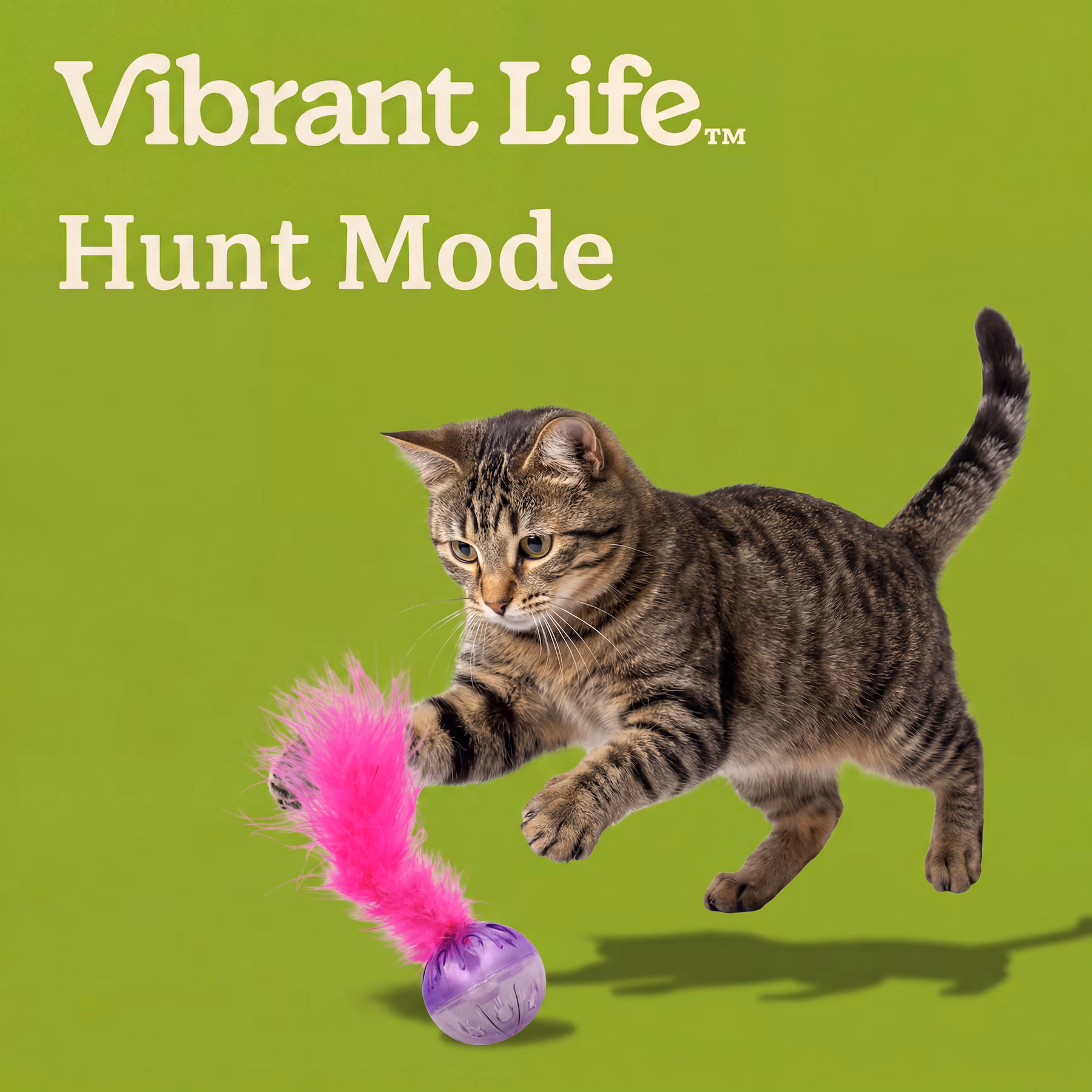 Vibrant Life Bell and Feather Lattice Ball Cat Toy