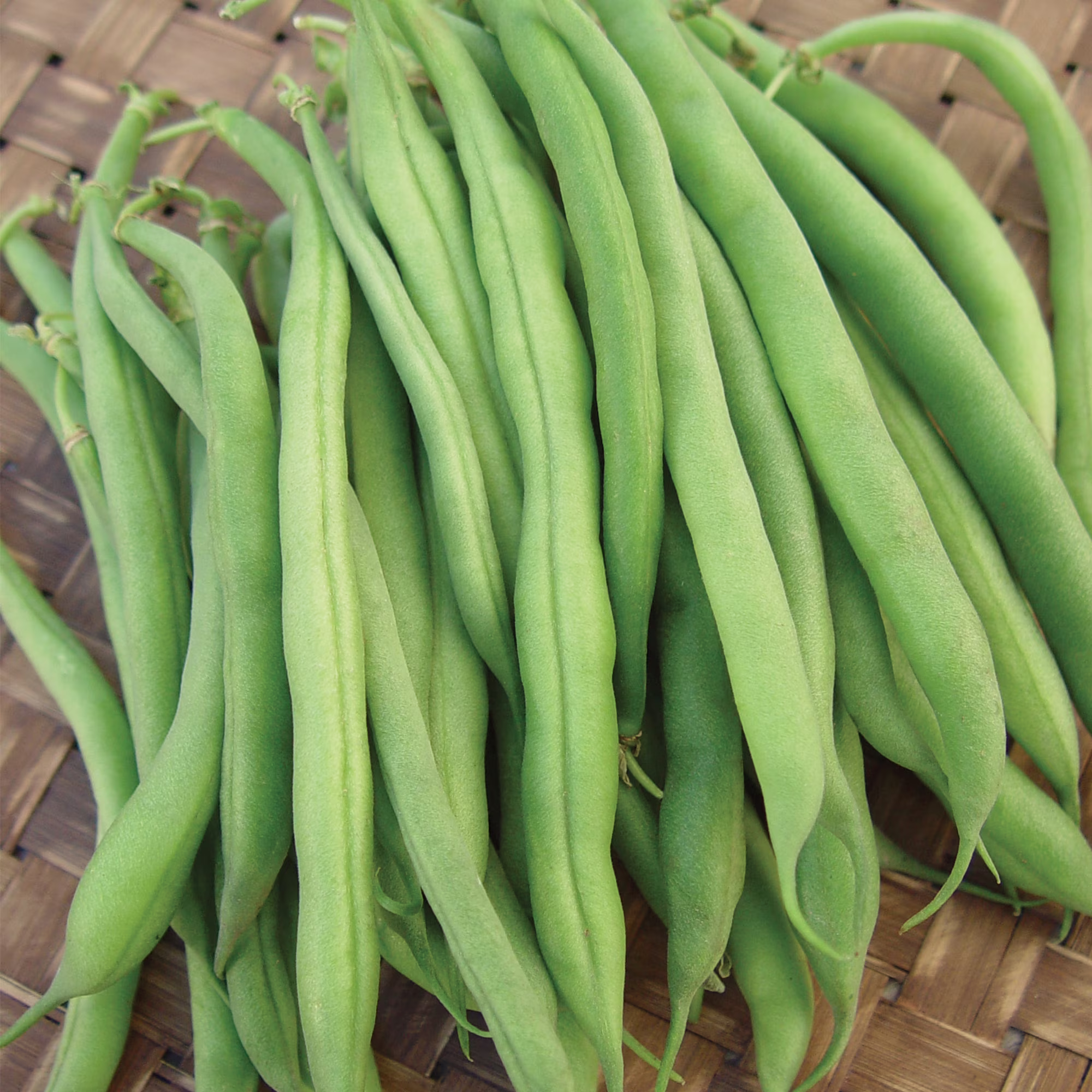 Burpee Kitchen King Garden Bean Seeds - Bush Bean, Vegetable Gardening Seeds, 1-Pack
