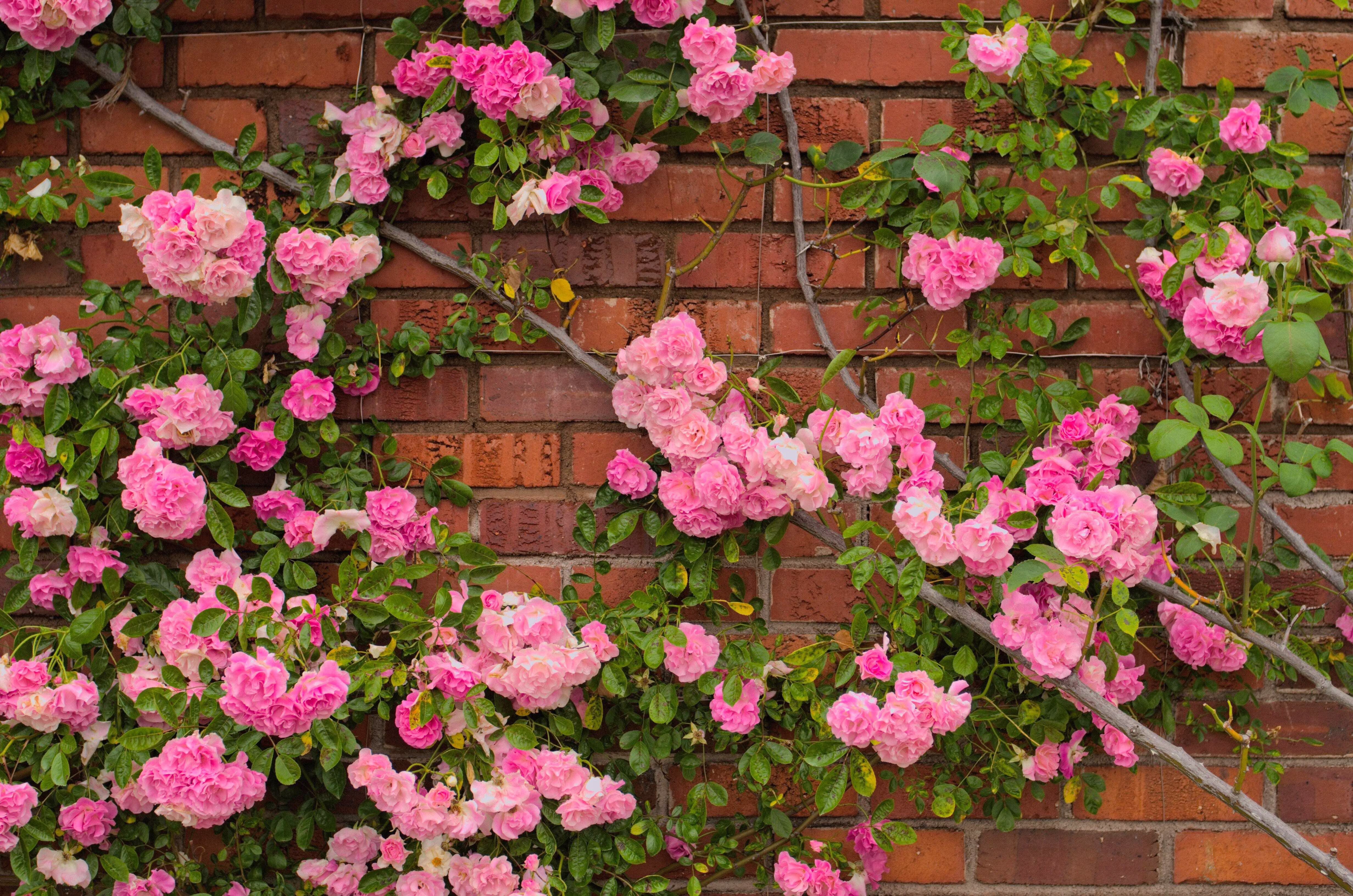 Seedville 5 Pink Climbing Rose Flower Seeds, Fragrant Butterfly Attracting Blooms