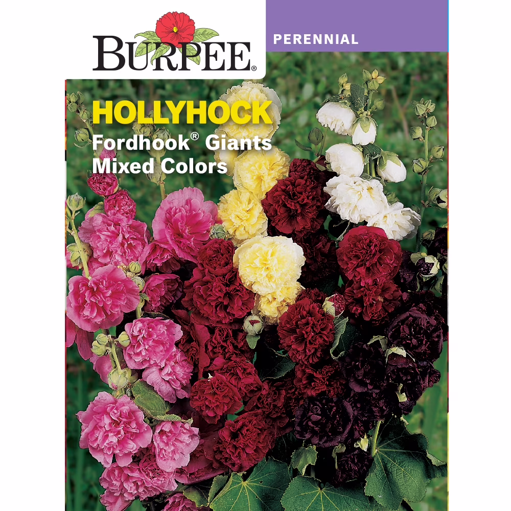 Burpee Fordhook Giants Mixed Colors Hollyhock Flowers, Perennial, Full Sun