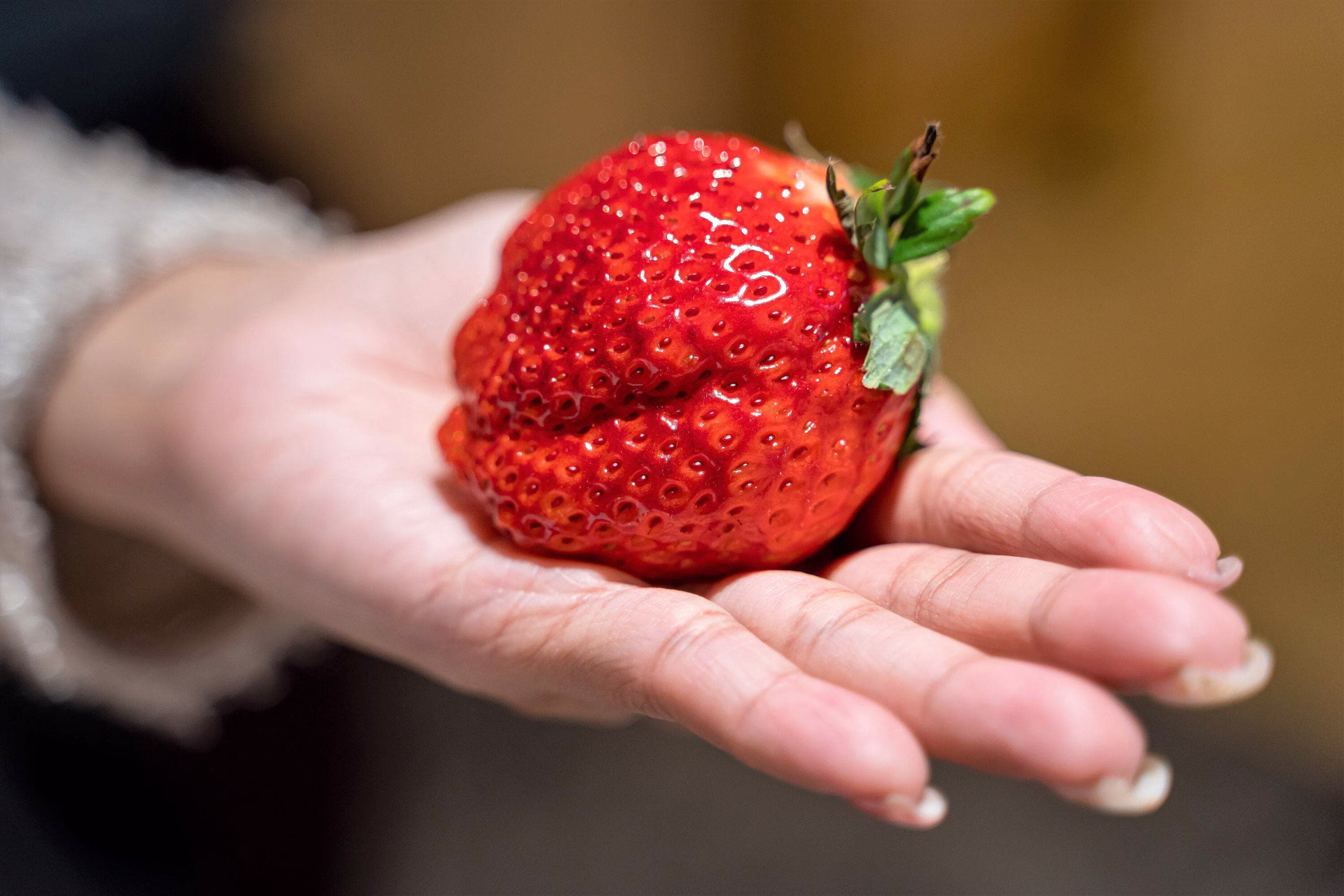 15 Seeds - GIANT STRAWBERRY Fragaria June Bearing Huge Red Berry Fruit Seeds