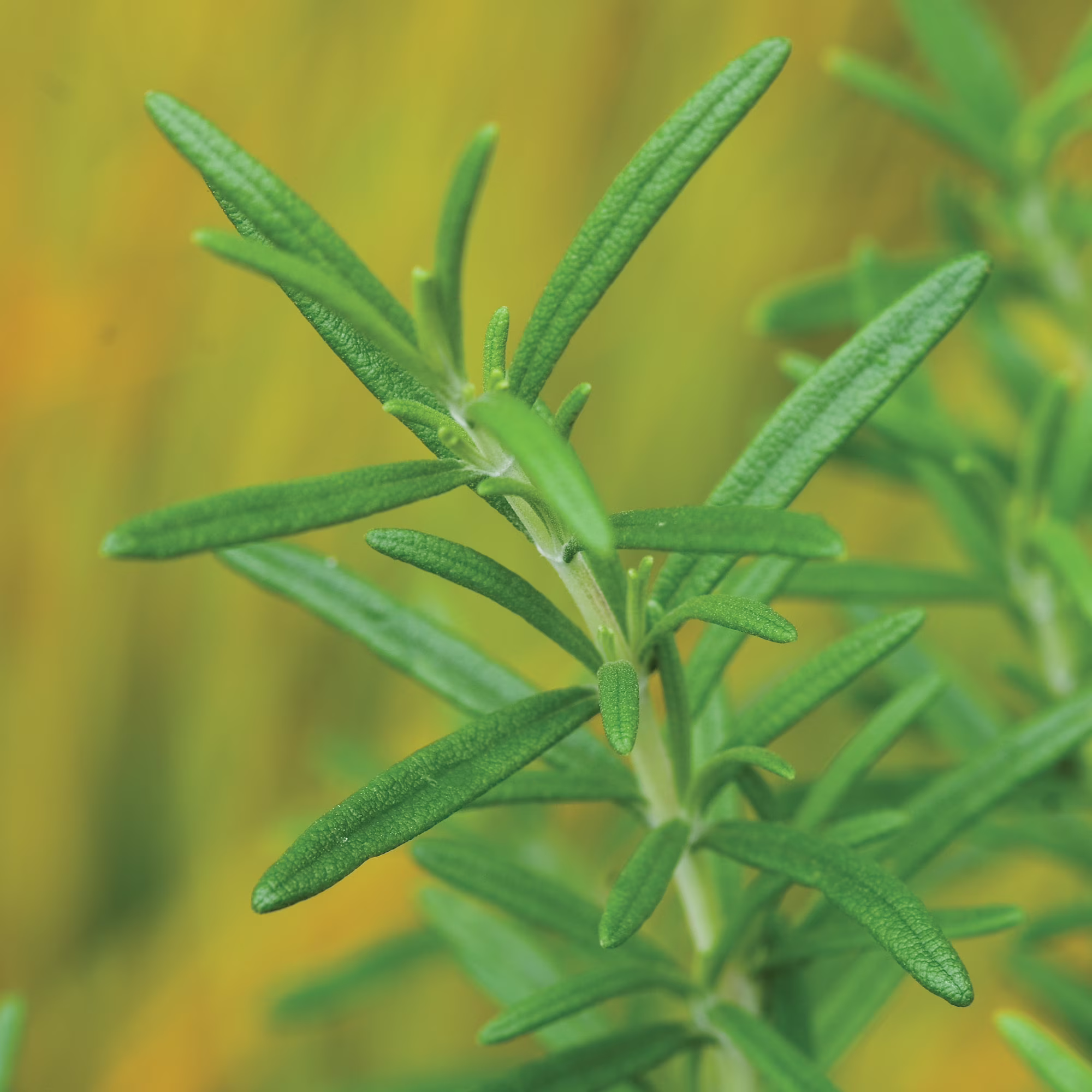 Burpee-Rosemary Seed Packet