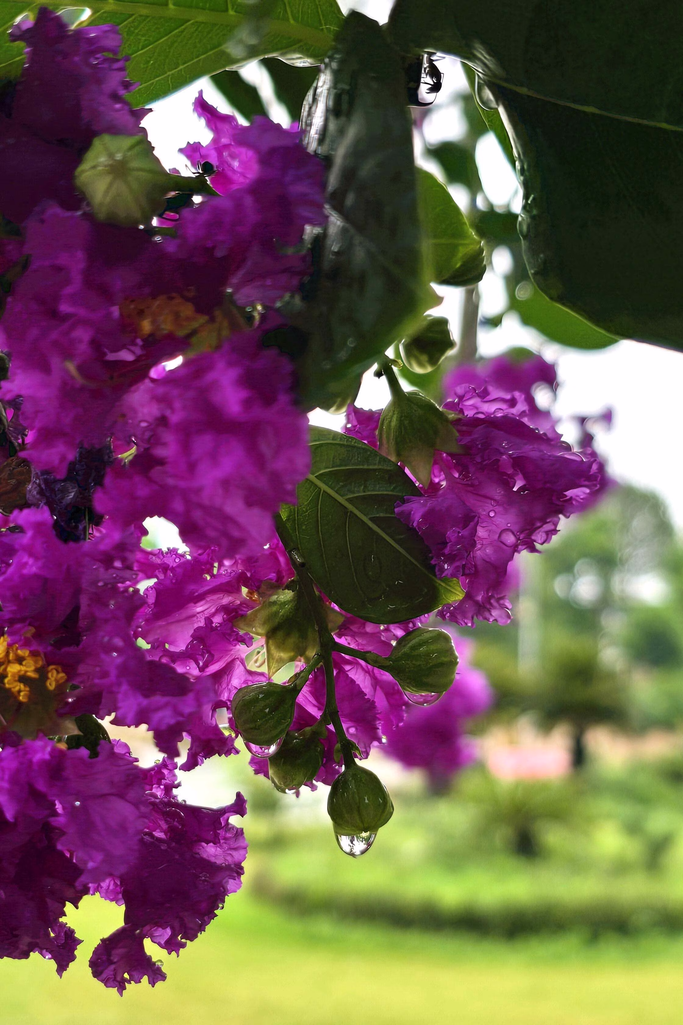 35 PURPLE CREPE MYRTLE Lagerstroemia Indica Flowering Shrub Bush Small Tree Seeds