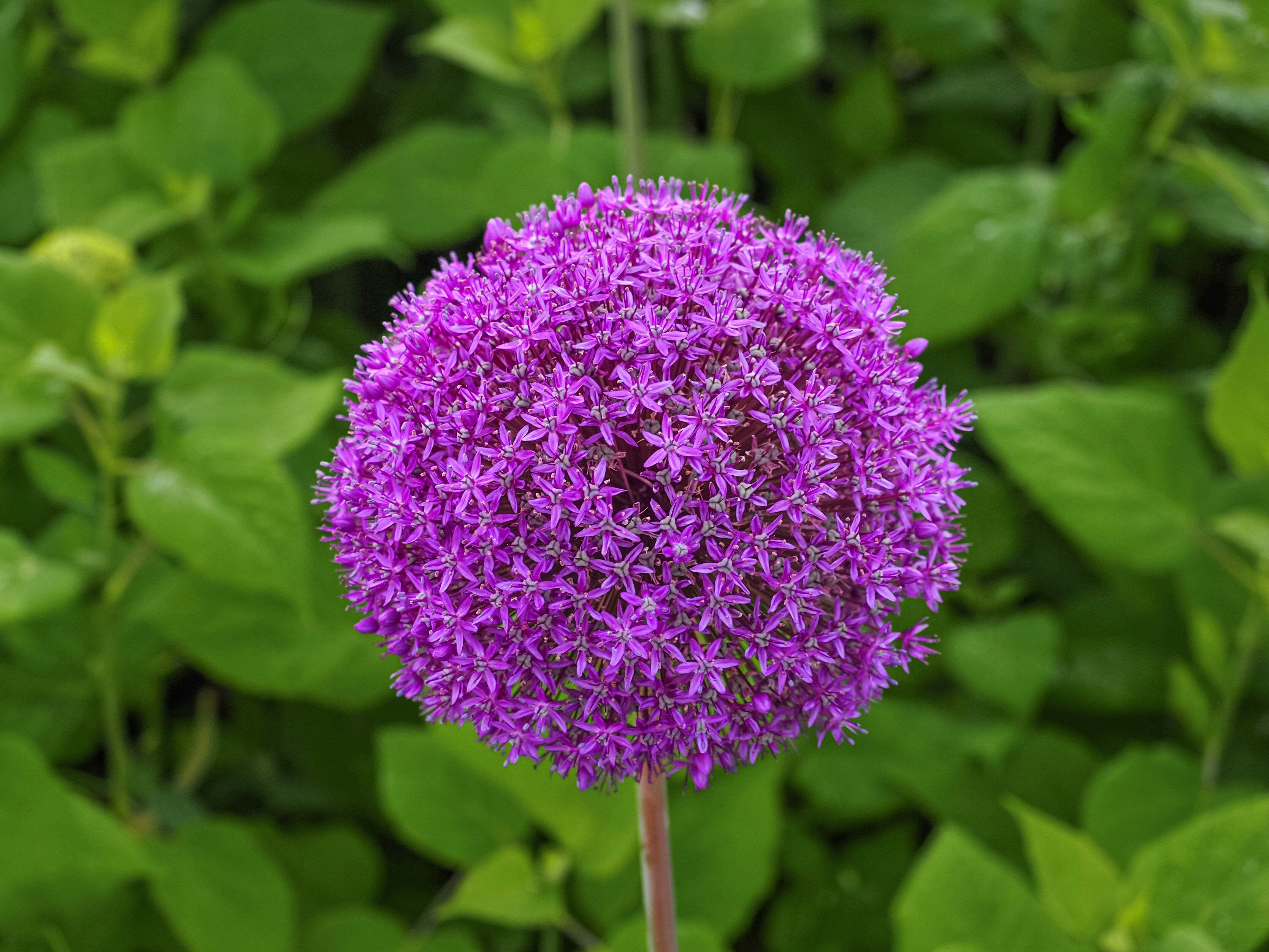 25 Seeds GIANT ALLIUM Allium Giganteum Purple Globe Flower Seeds