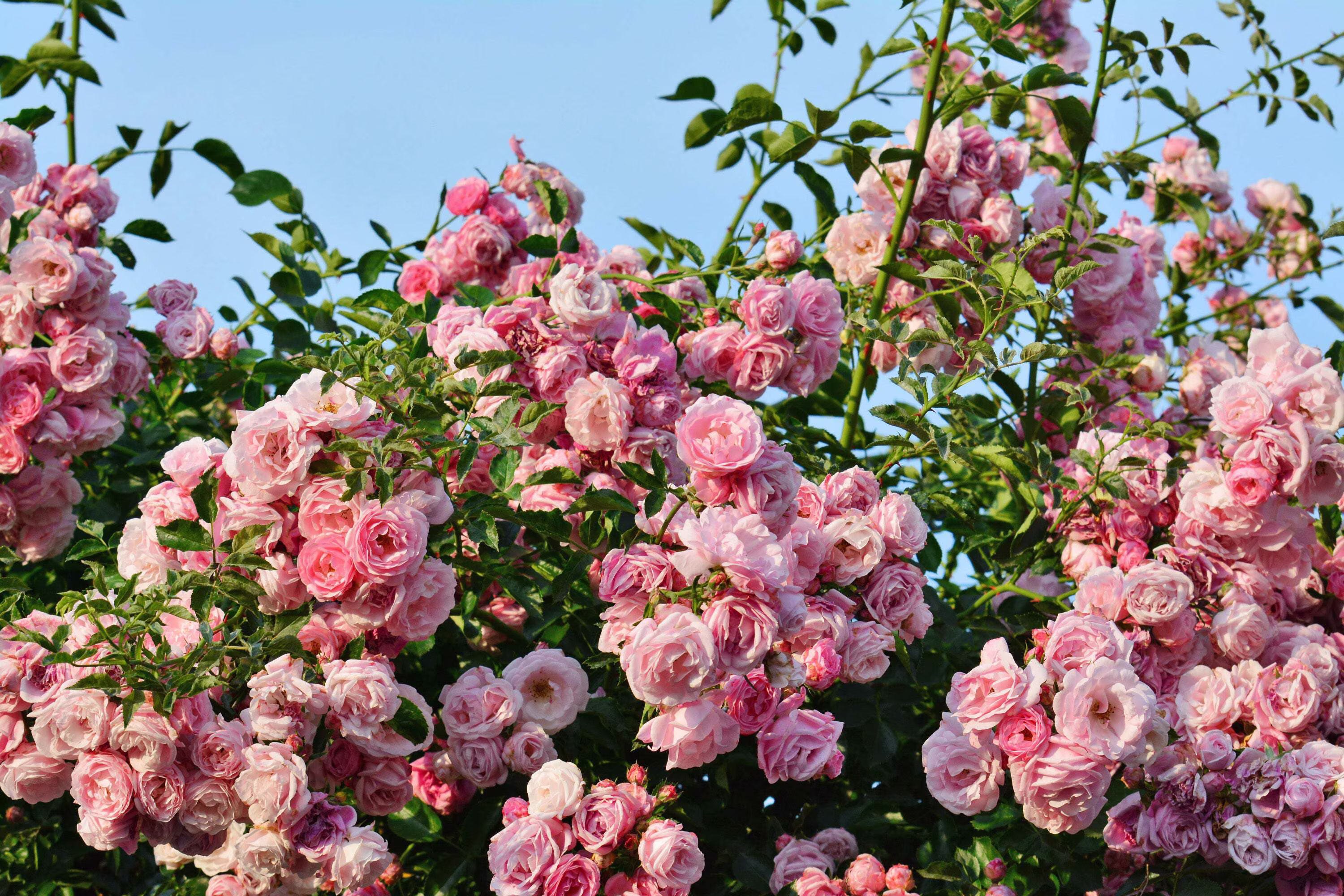 Seedville 5 Pink Climbing Rose Flower Seeds, Fragrant Butterfly Attracting Blooms