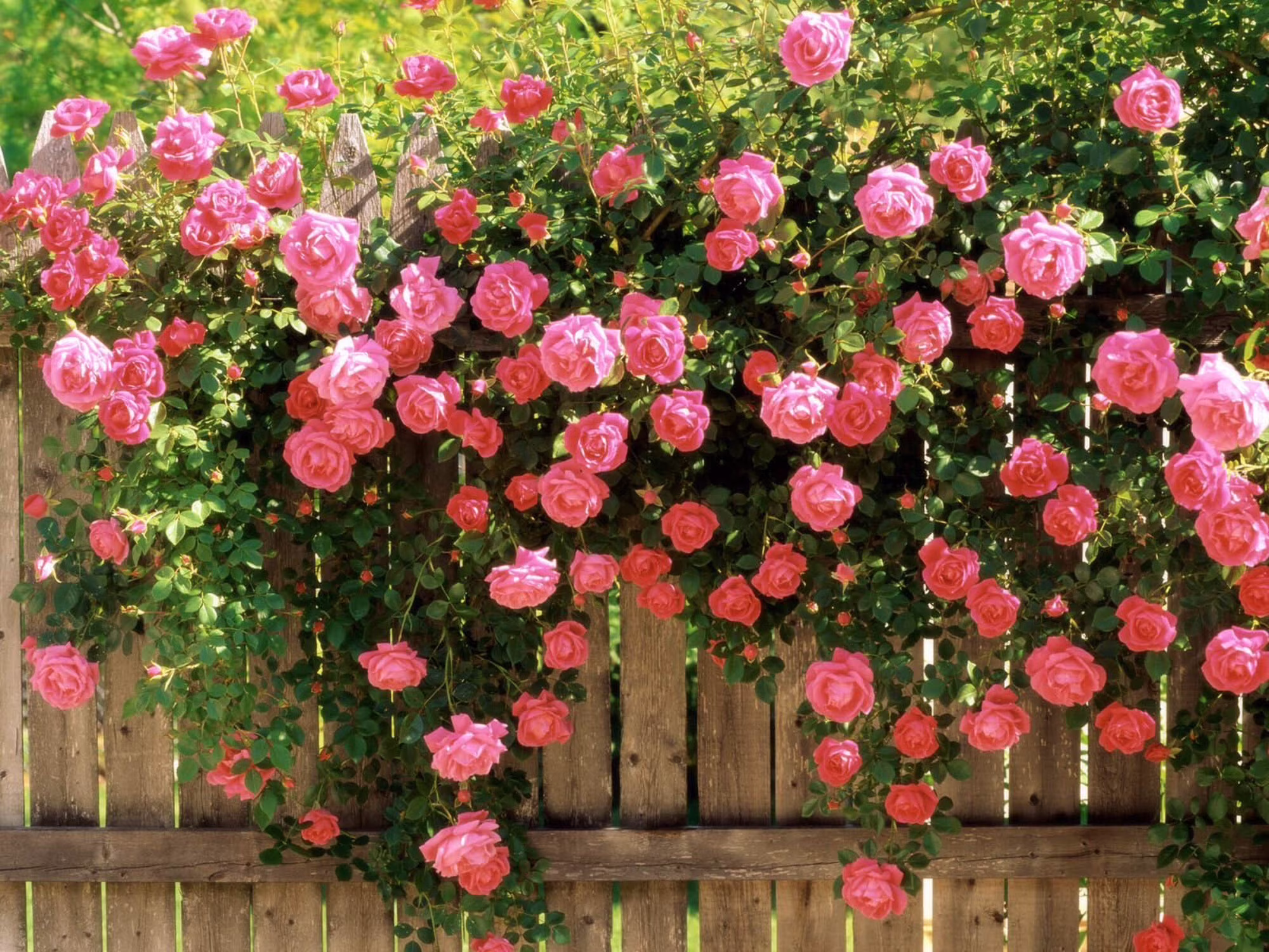Seedville 5 Pink Climbing Rose Flower Seeds, Fragrant Butterfly Attracting Blooms
