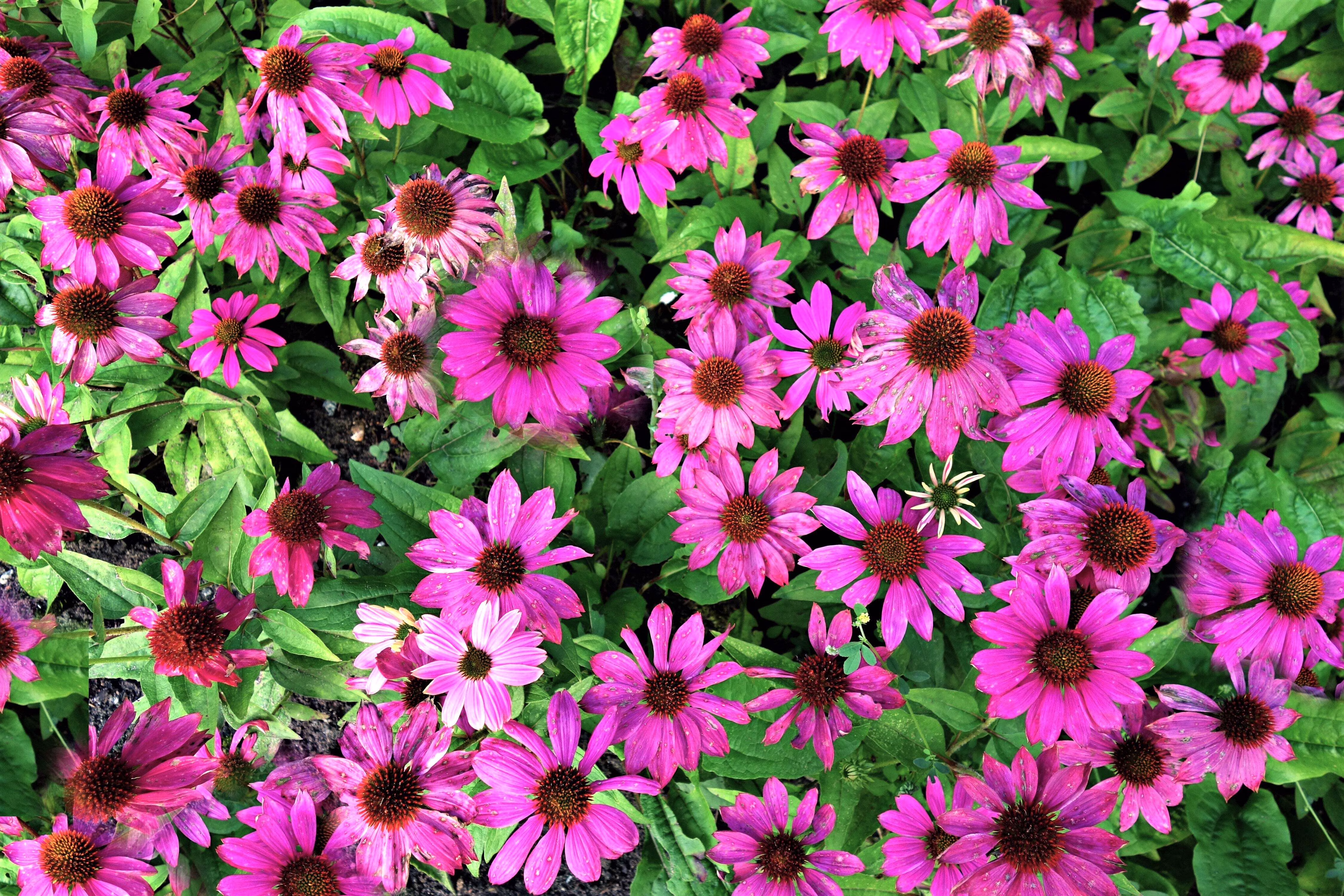 Seedville 25 Bright Star Coneflower Plant Seeds, Bright Rose Pink