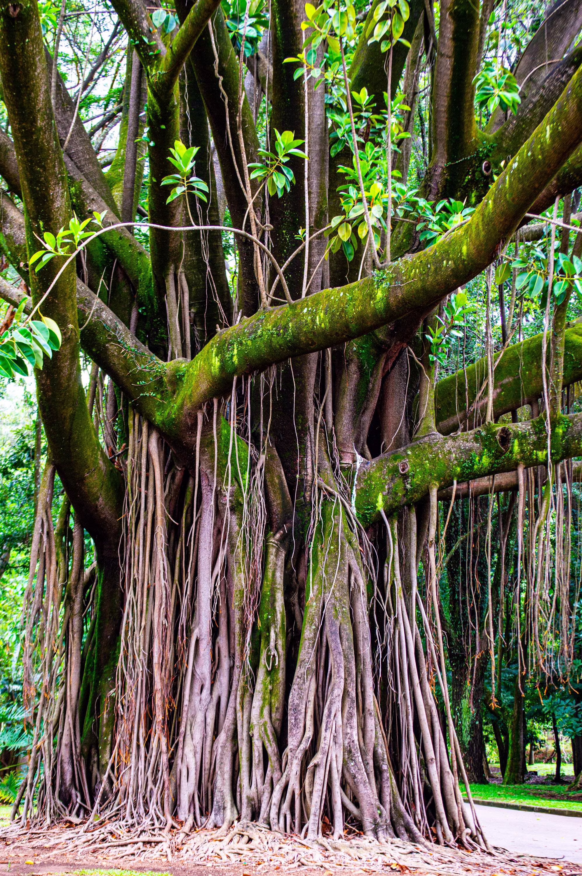 30 Seeds FICUS TREE (Bodhi / Sacred Fig / Bo Tree / Pipal) Ficus Religiosa