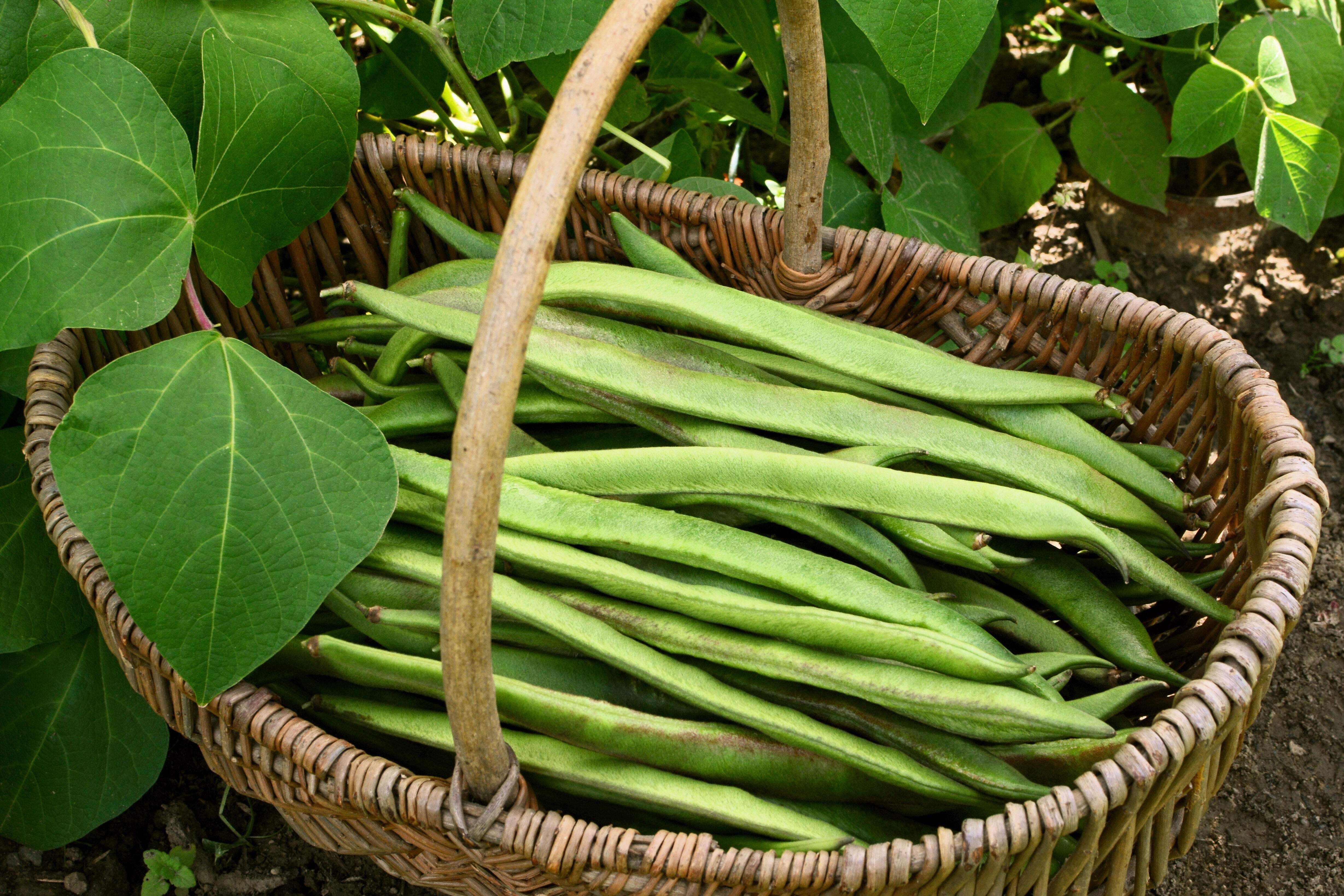25 Seeds SCARLET RUNNER Pole BEAN Ornamental Red Flowers Phaseolus Vulgaris Vegetable Seeds