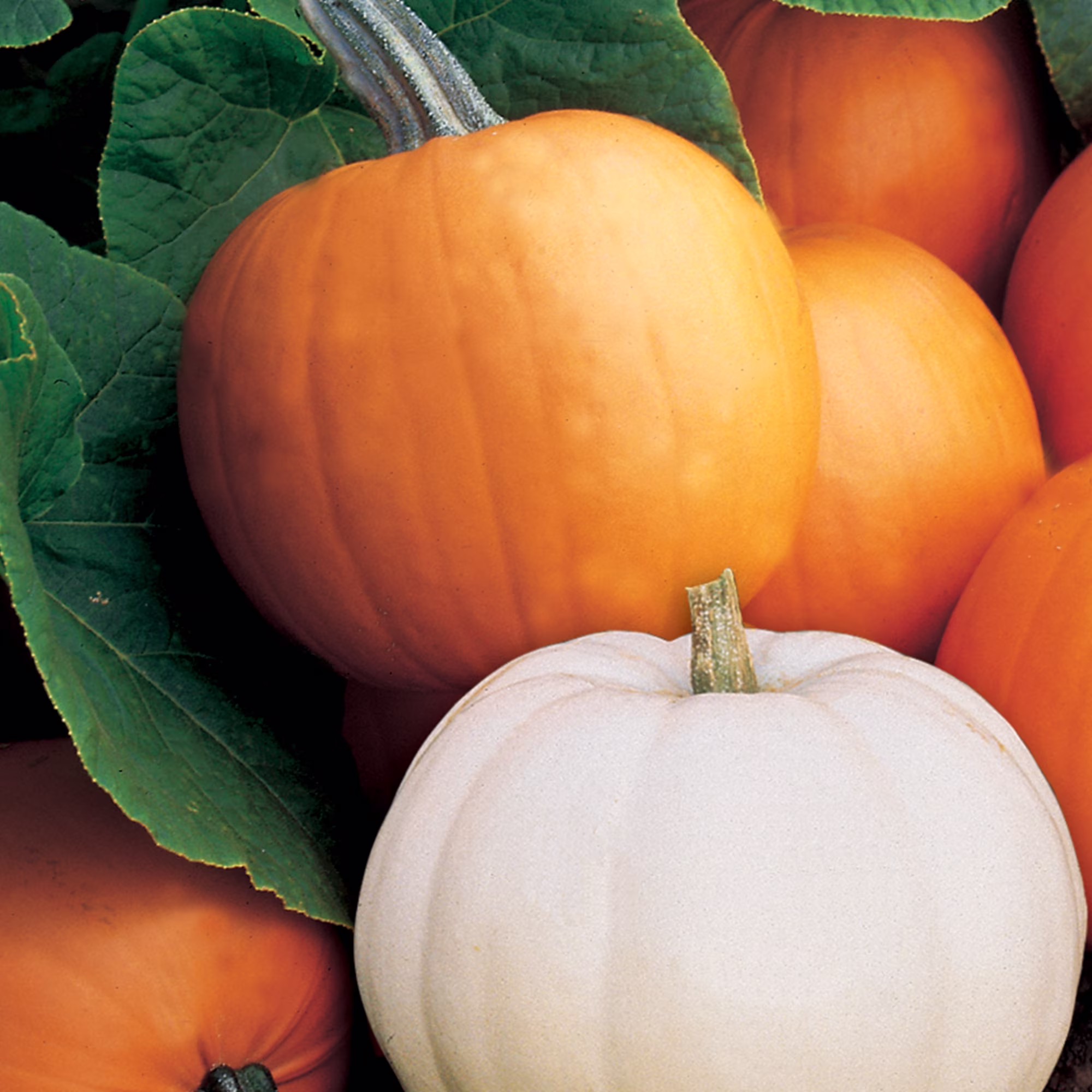 Burpee Halloween Blend Pumpkin Vegetable Seed, 1-Pack