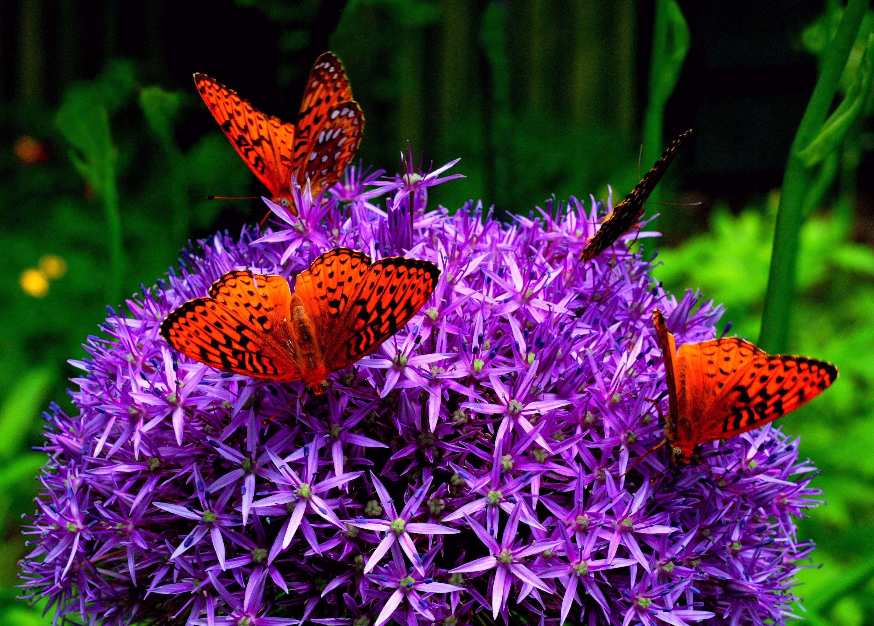 25 Seeds GIANT ALLIUM Allium Giganteum Purple Globe Flower Seeds