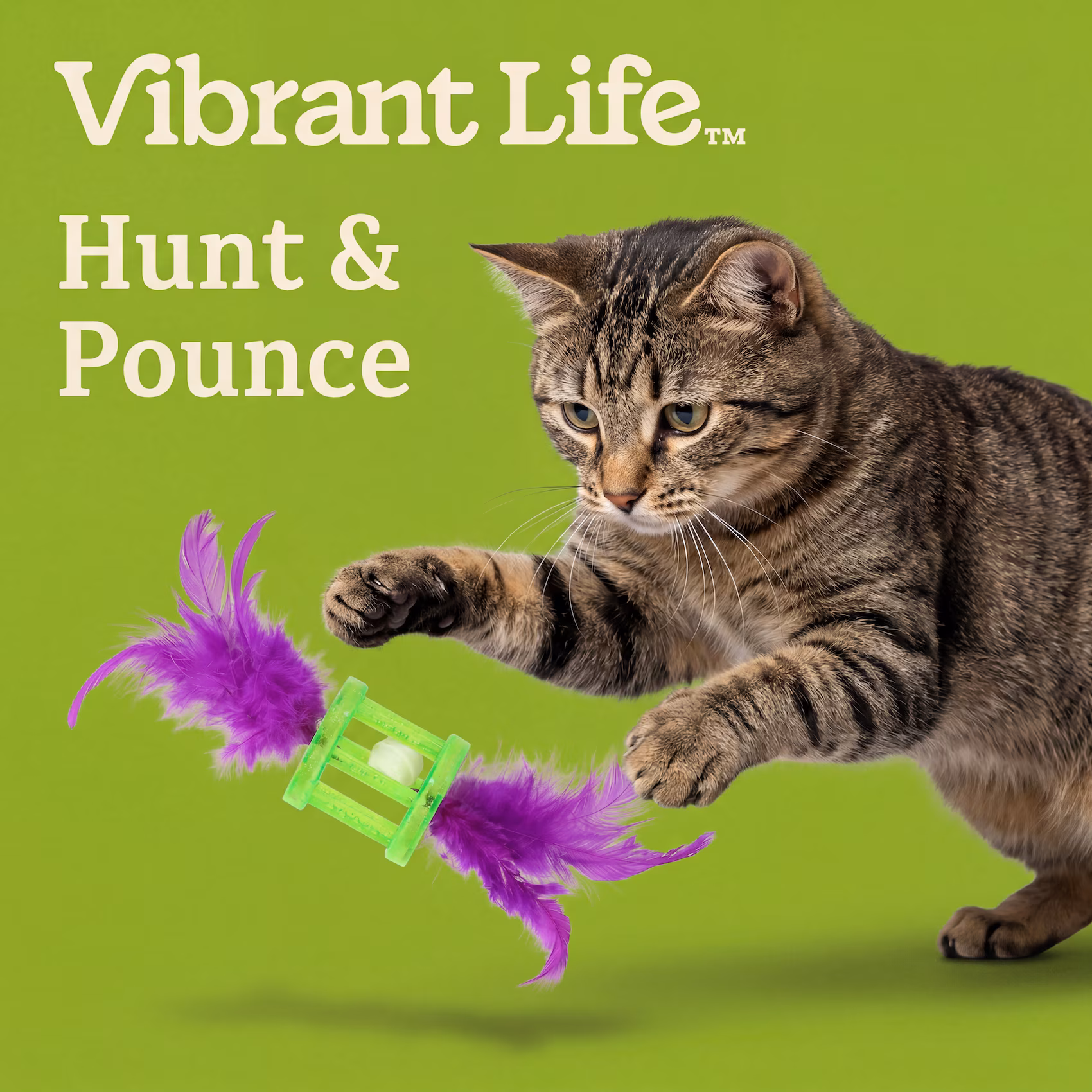 Vibrant Life Green and Purple Feather Rattle Cat Toy