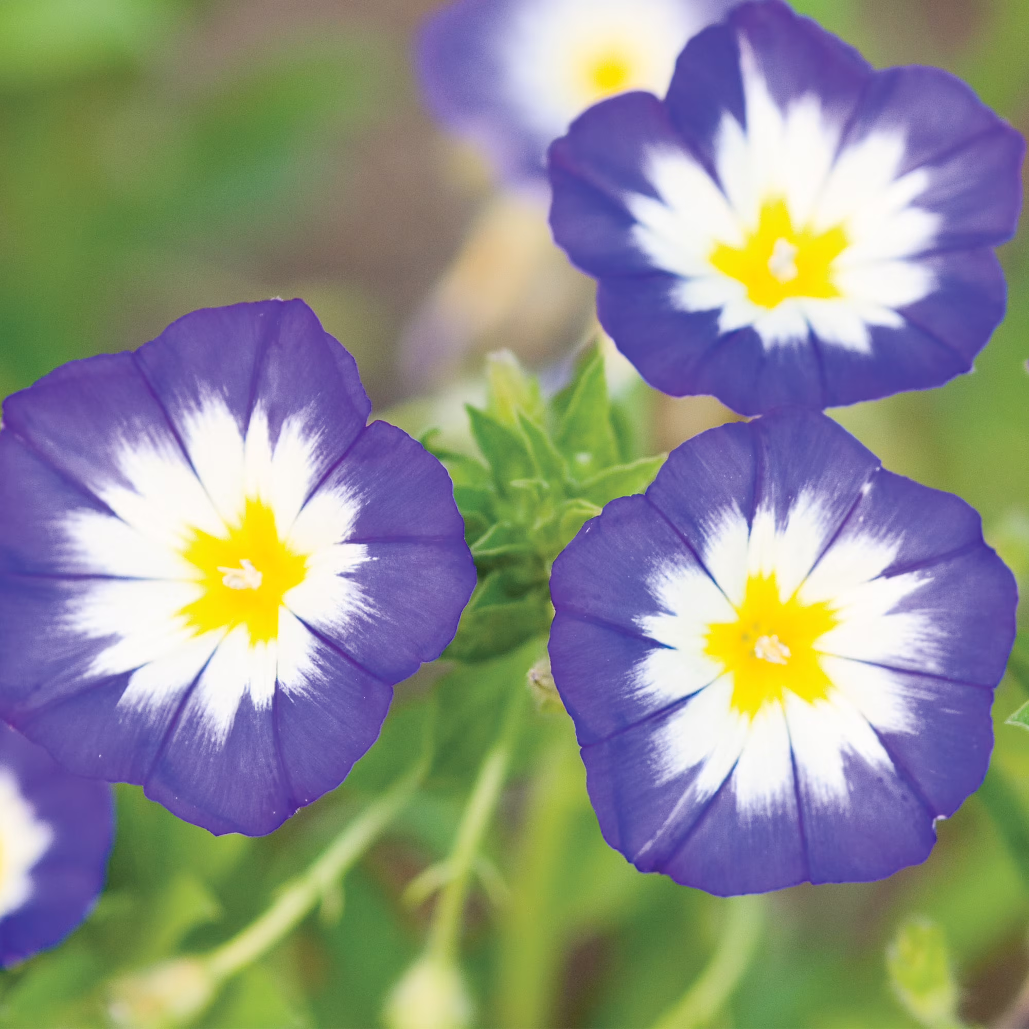 Burpee Blue Enchantment Convolvulus Flower Seed, 1-Pack