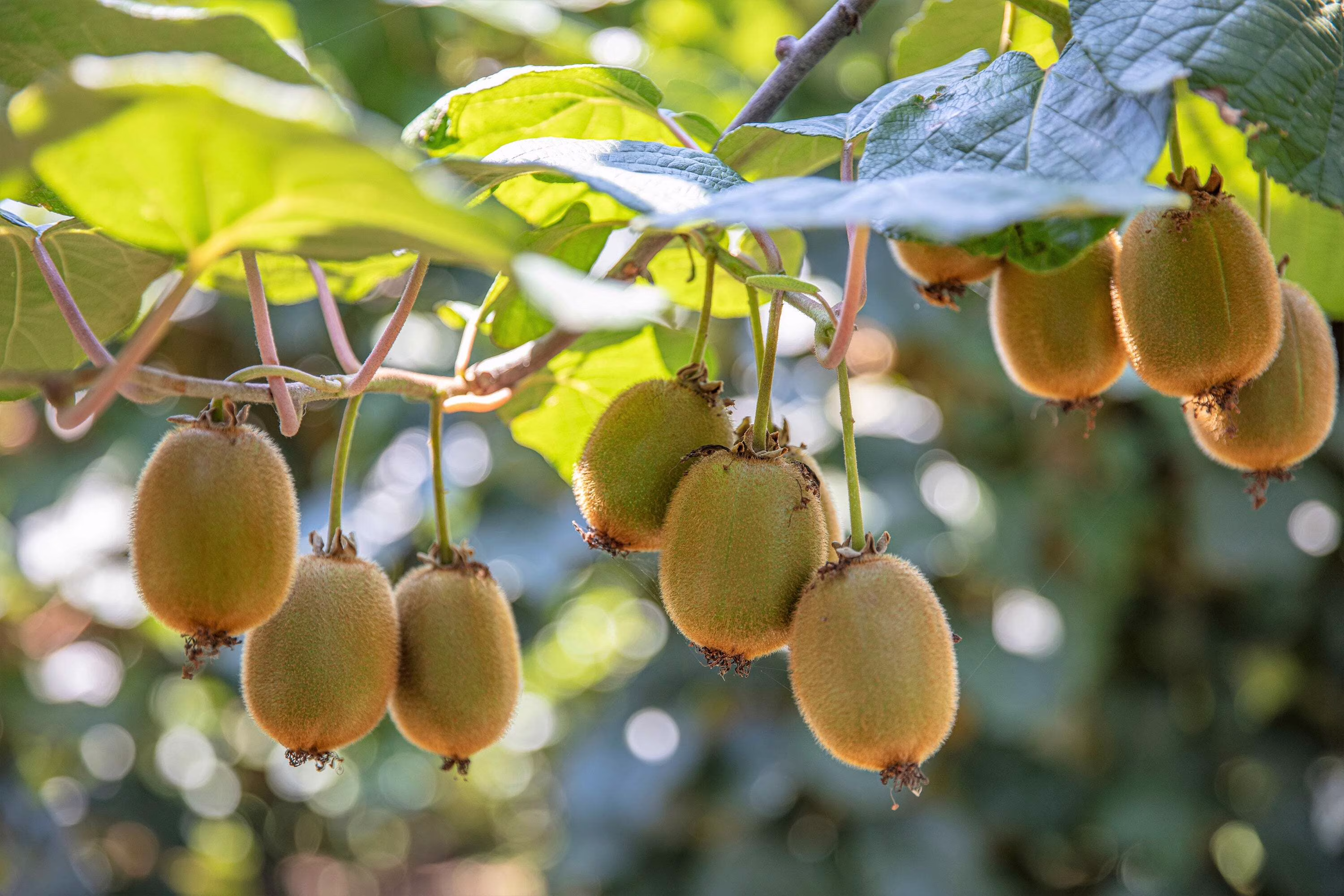 100 Seeds KIWI FRUIT Kiwi Actinidia Vine Seeds (Kiwifruit / Hardy Kiwi / Chinese Gooseberry / Chinese Strawberry)