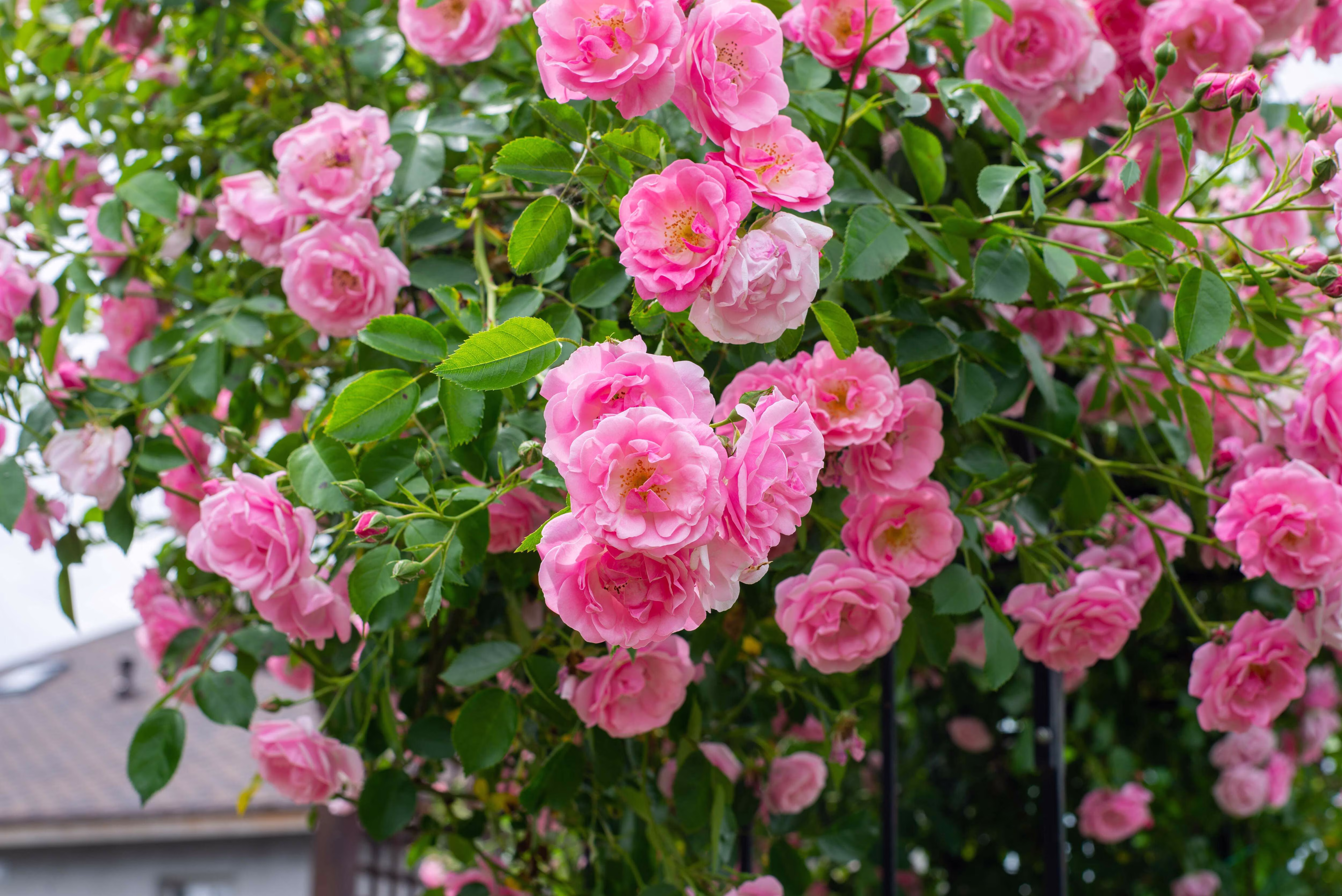 Seedville 5 Pink Climbing Rose Flower Seeds, Fragrant Butterfly Attracting Blooms
