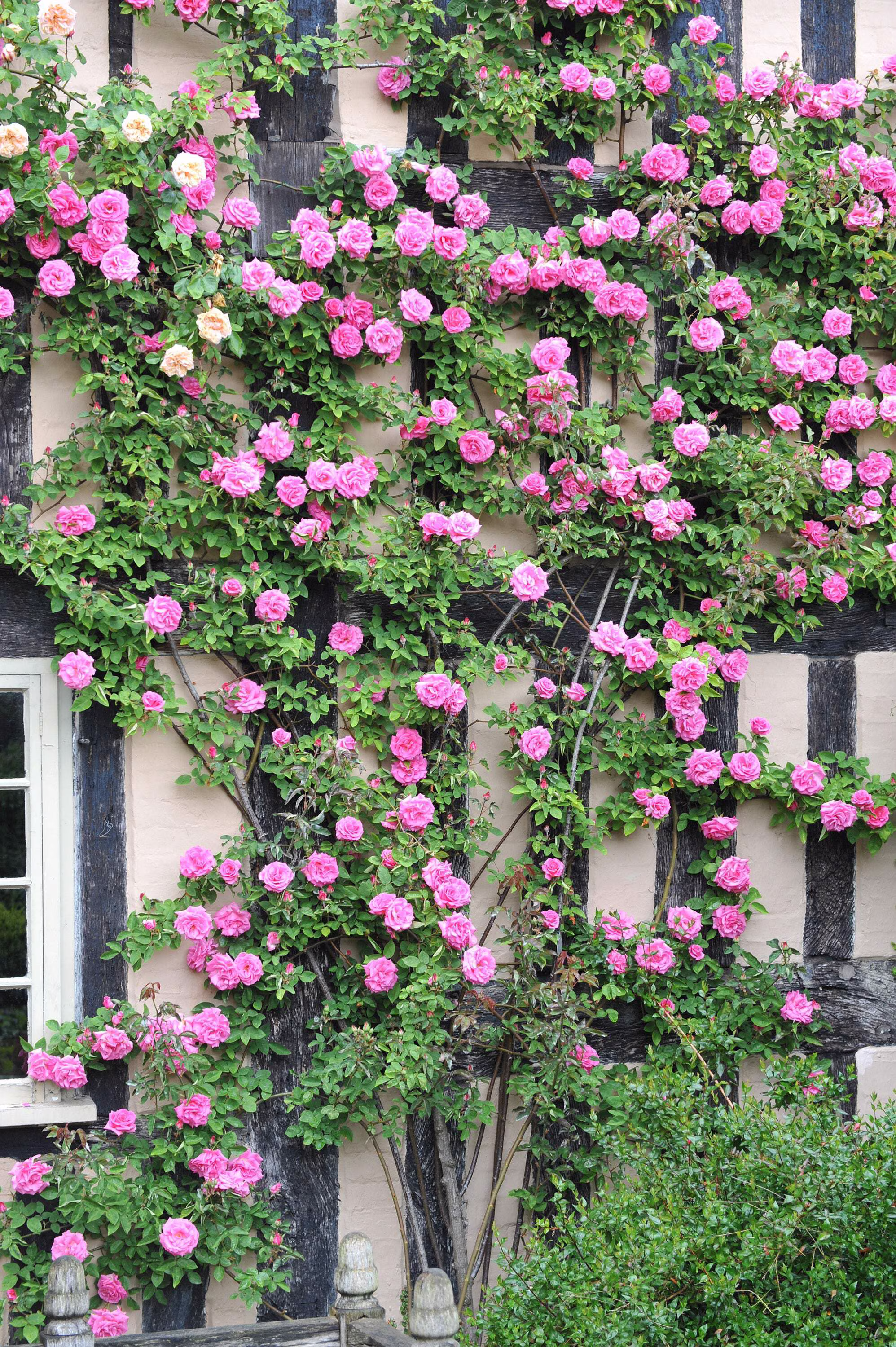 Seedville 5 Pink Climbing Rose Flower Seeds, Fragrant Butterfly Attracting Blooms