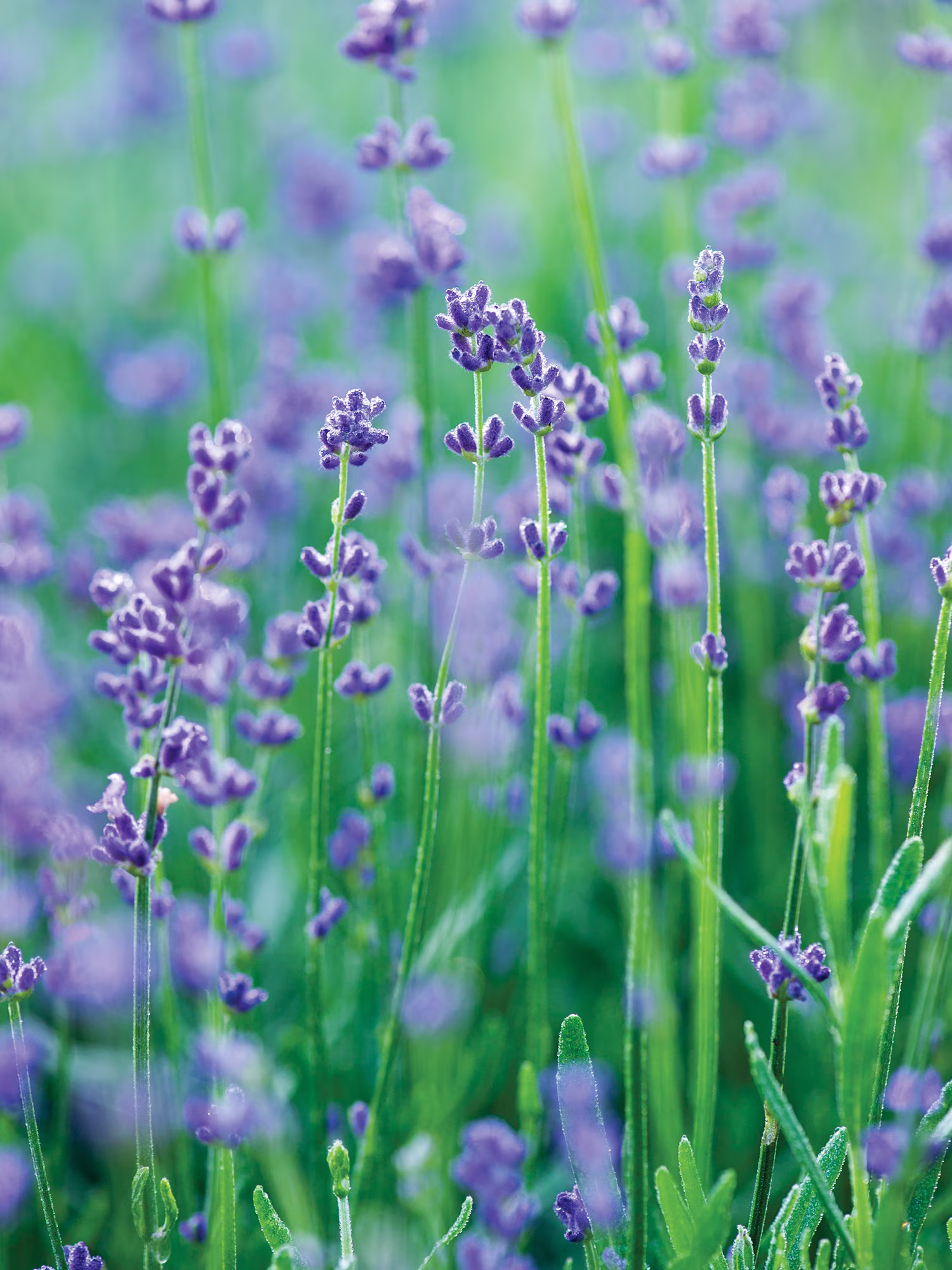 Burpee Munstead Lavender Herb Seed, Annual Lifecycle, Full Sun, 1-Packet