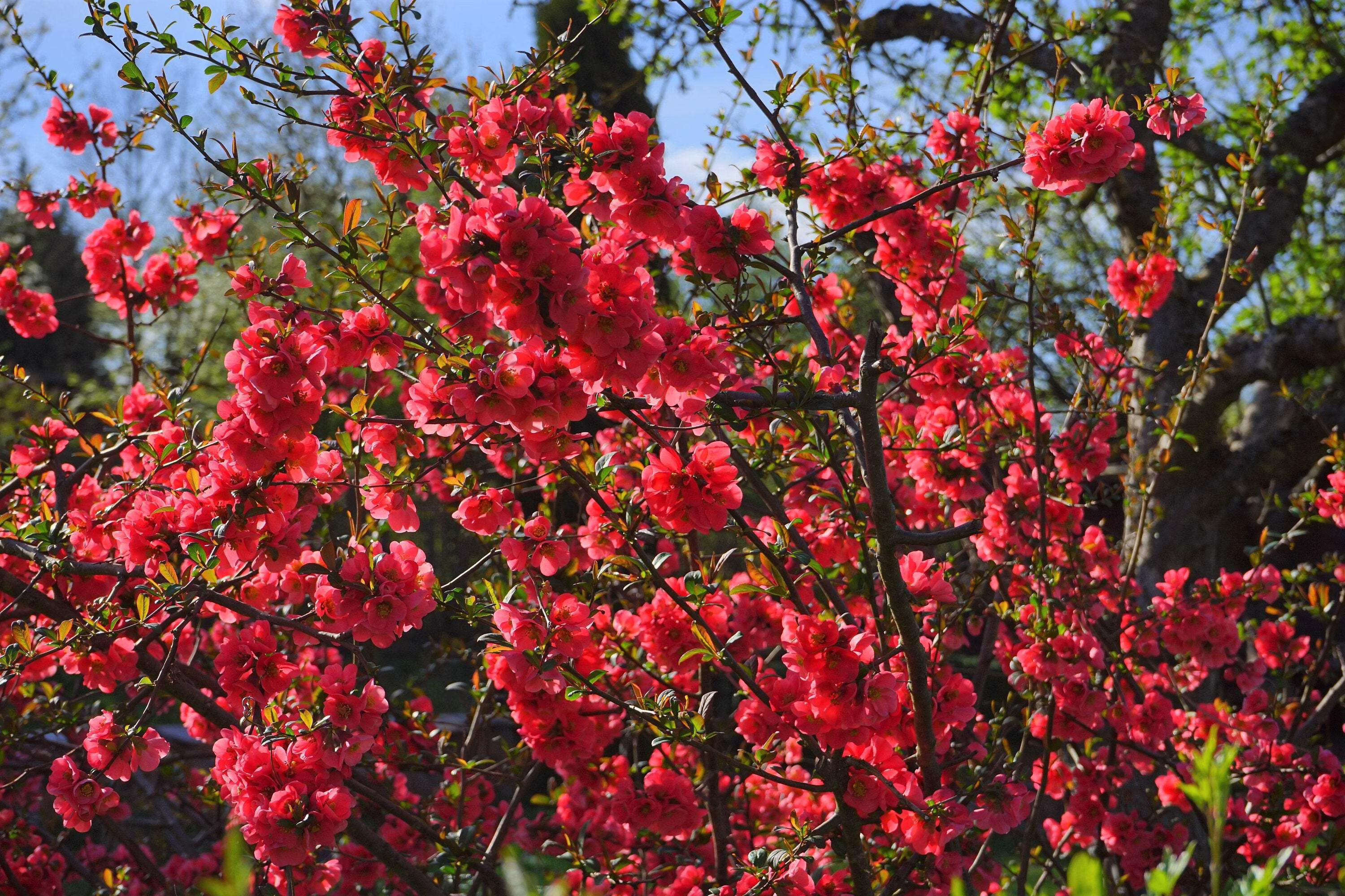 20 Red Flowering DWARF QUINCE Shrub Fruit Chaenomeles Japonica Scarlet Seeds