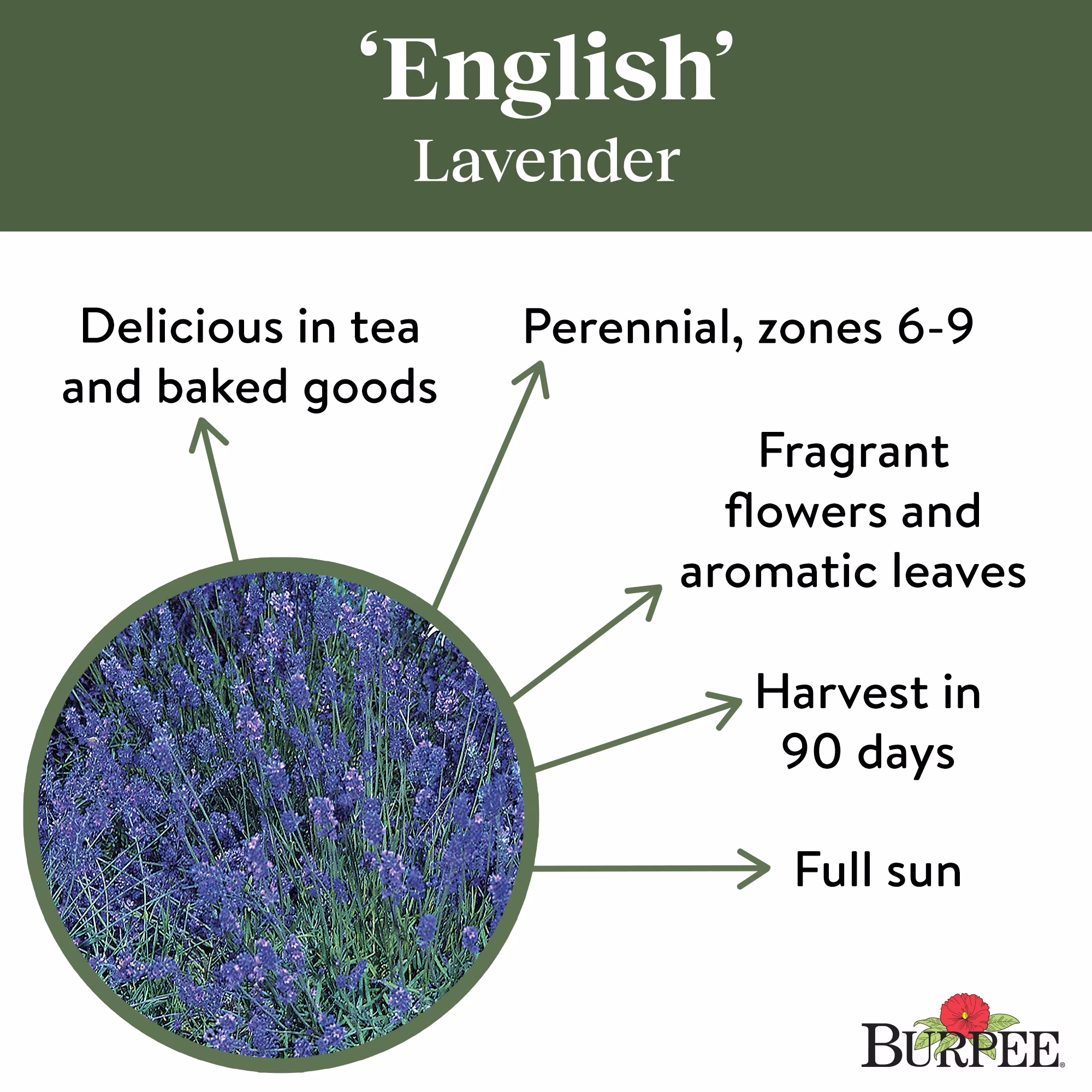 Burpee English Lavender Herb Seed, 1-Pack