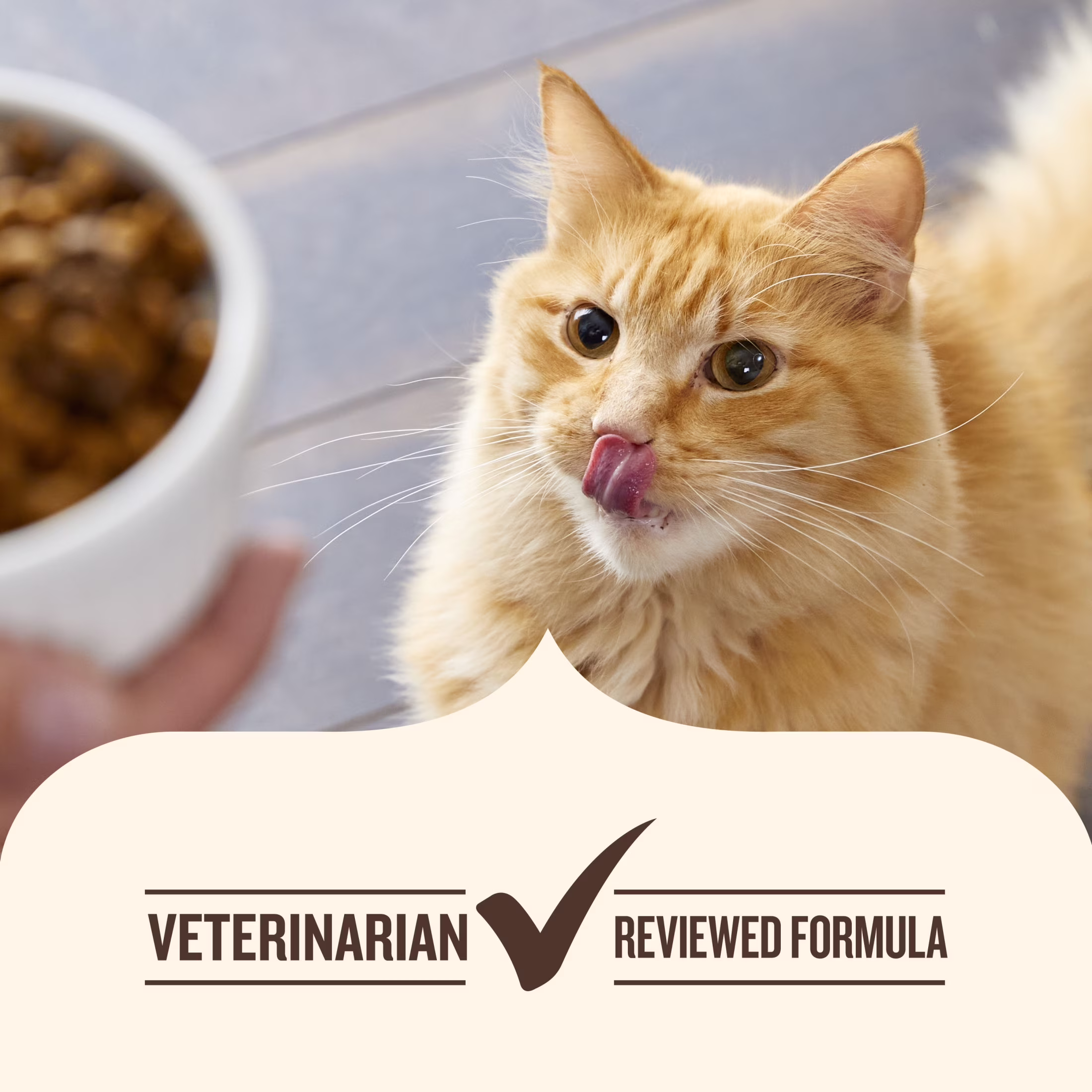 Nutrish Grain Free Wet Cat Food Chicken Purrcata Whole Health Blend with Real Shredded White Meat Chicken in Sauce, 2.8 oz. Cup (Rachael Ray)