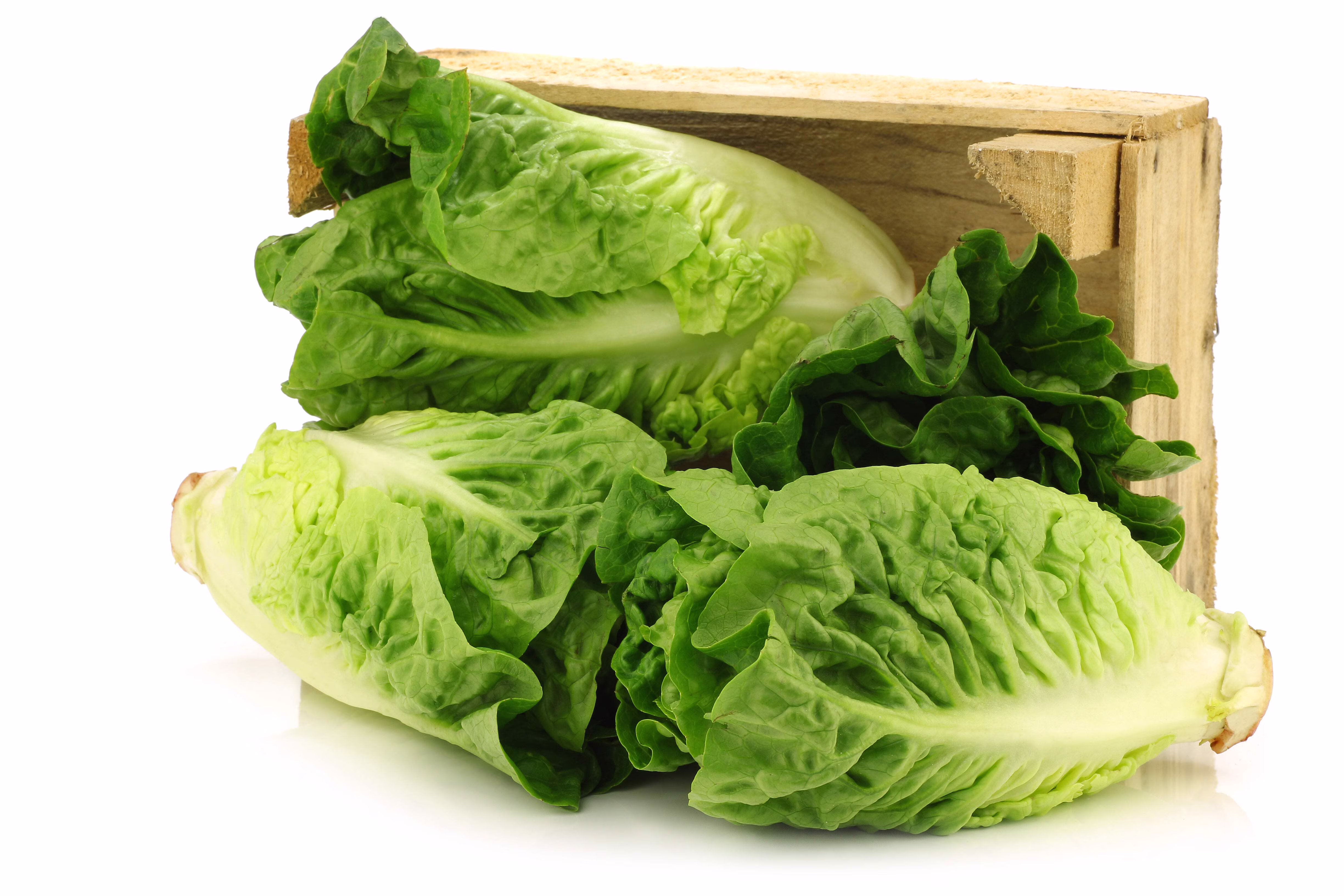 3000 Seeds LITTLE GEM LETTUCE Small Romaine Butterhead Lactuca Vegetable Seeds