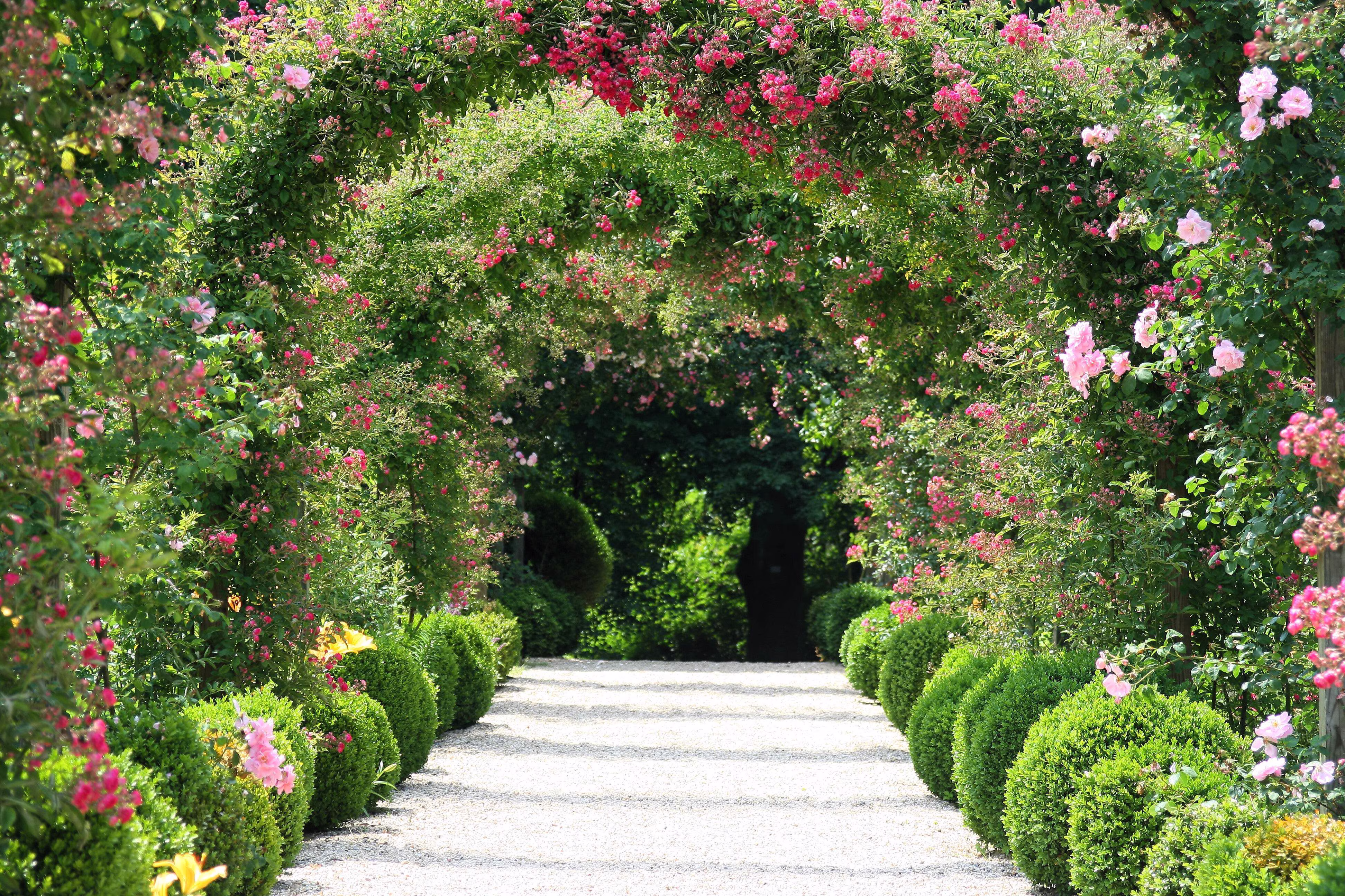 Seedville 5 Pink Climbing Rose Flower Seeds, Fragrant Butterfly Attracting Blooms