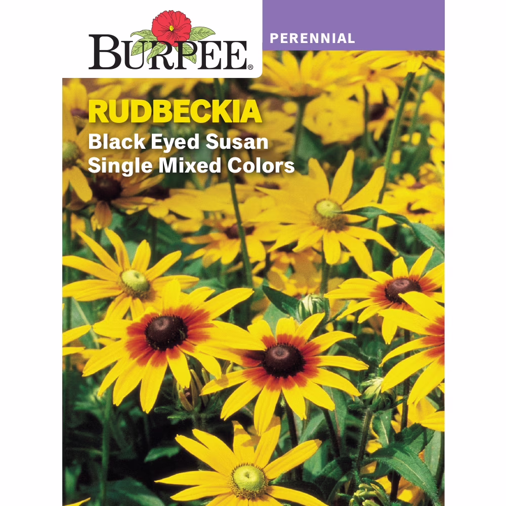 Burpee Black Eyed Susan Single Mixed Colours Rudbeckia, Perennial Lifecycle Flower Seed, Full Sun