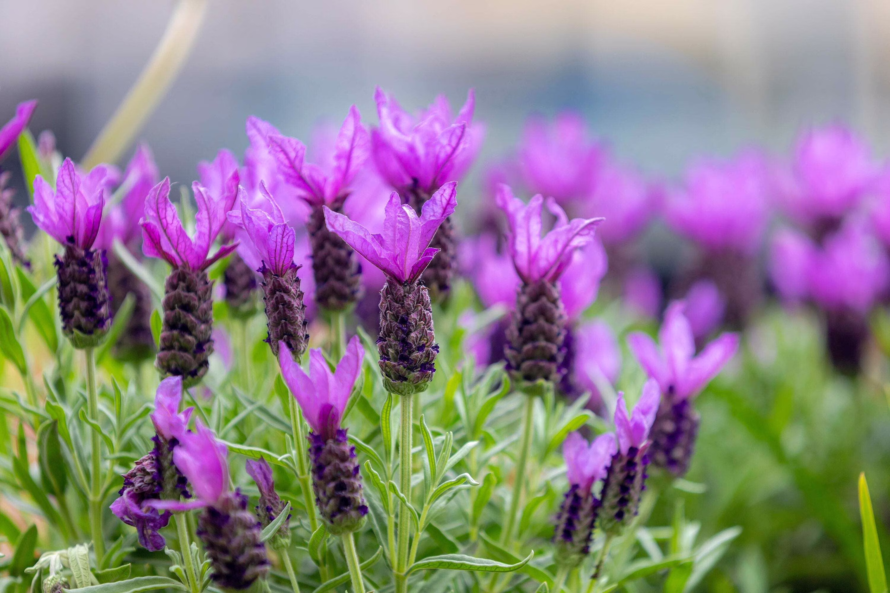 100 FRENCH LAVENDER aka Butterfly Lavender, Spanish, Topped Lavandula Stoechas Fragrant Blue Purple Flower Herb Seeds