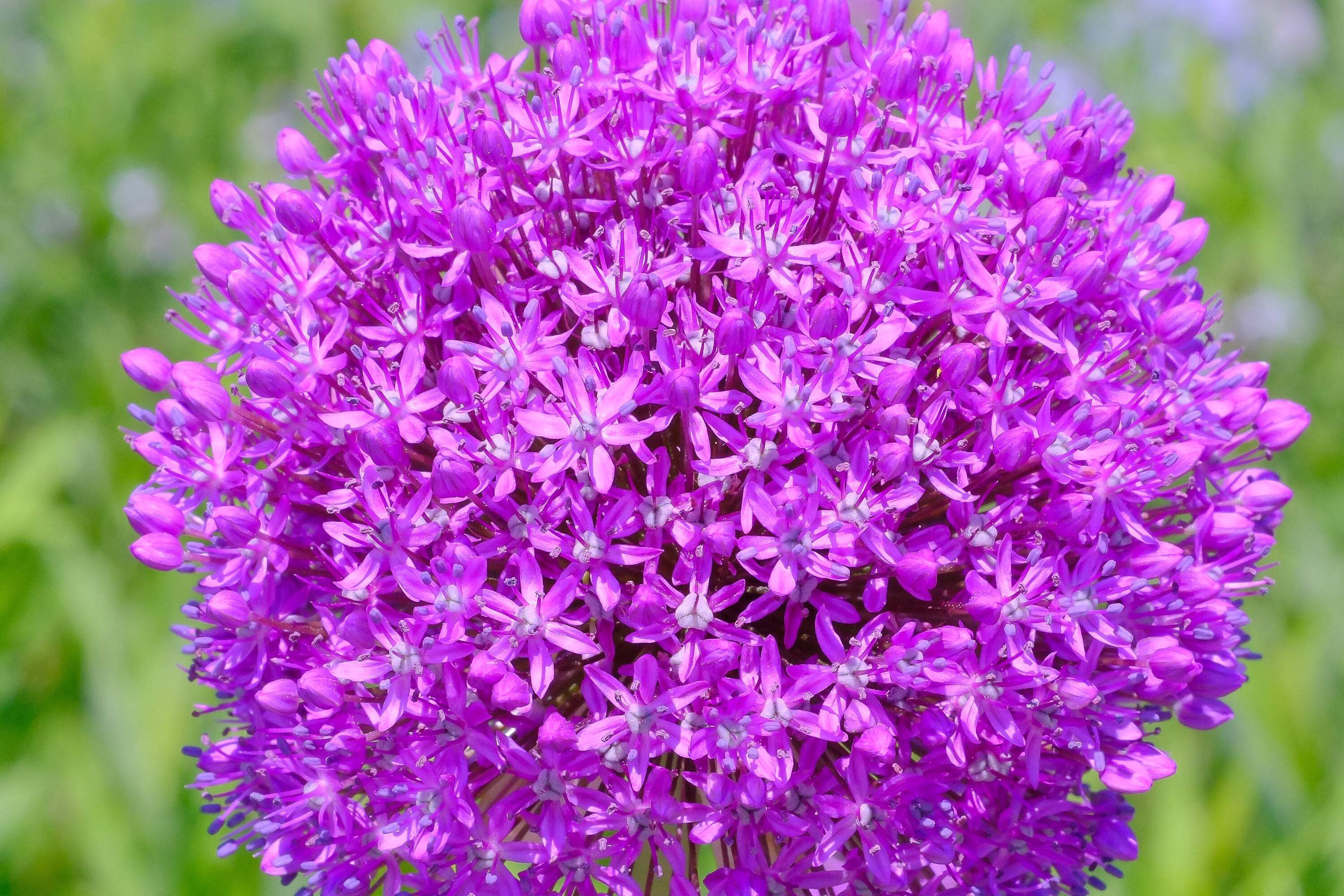 25 Seeds GIANT ALLIUM Allium Giganteum Purple Globe Flower Seeds