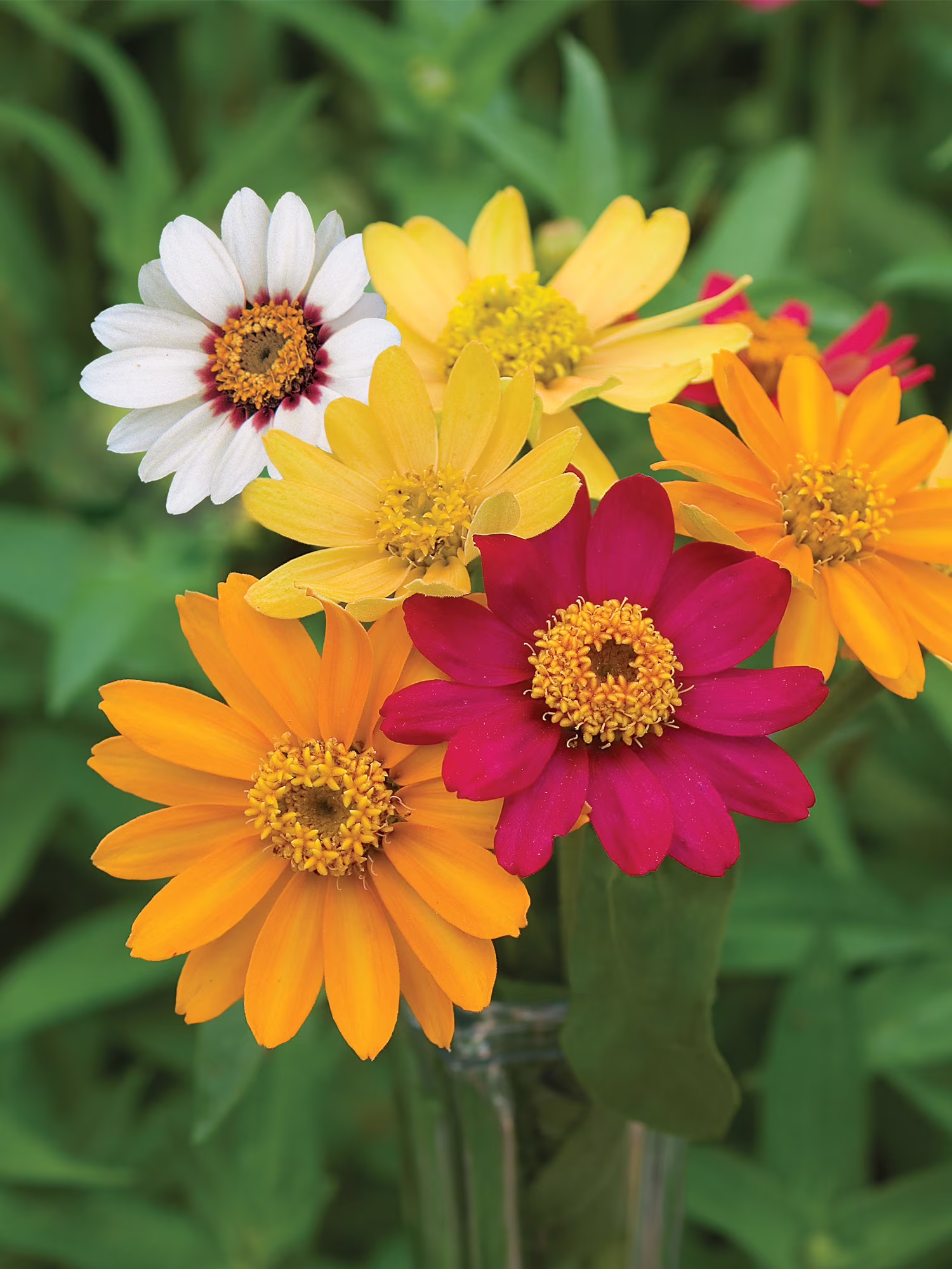 Burpee Pinwheel Mix Zinnia Seed Packet, Annual Flower, Full Sun