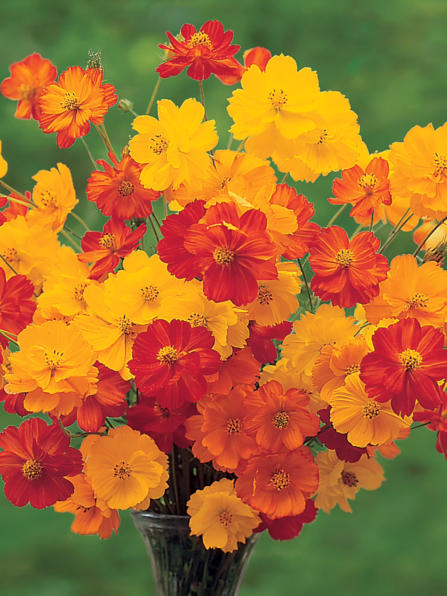 Burpee Bright Lights Mix Cosmos, Annual Flower Seed, Full Sun