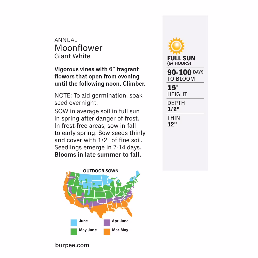 Burpee Giant White Moonflower Flower Seed, 1-Pack